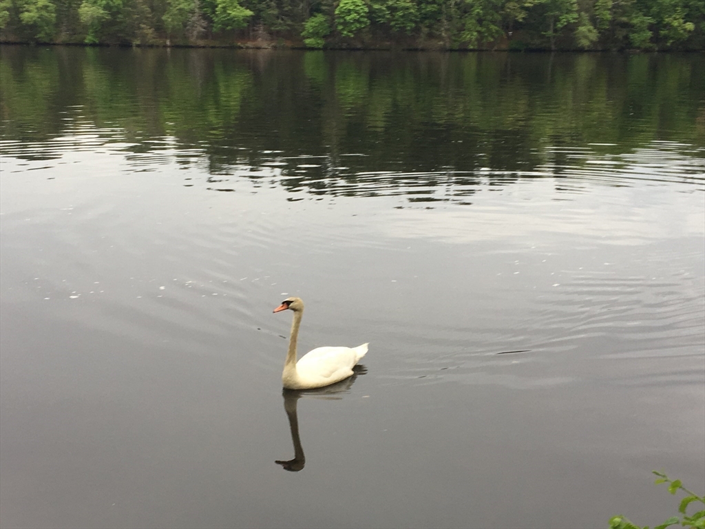 Methuen, Massachusetts, 01844, United States, 3 Bedrooms Bedrooms, ,2 BathroomsBathrooms,Residential,For Sale,1981346