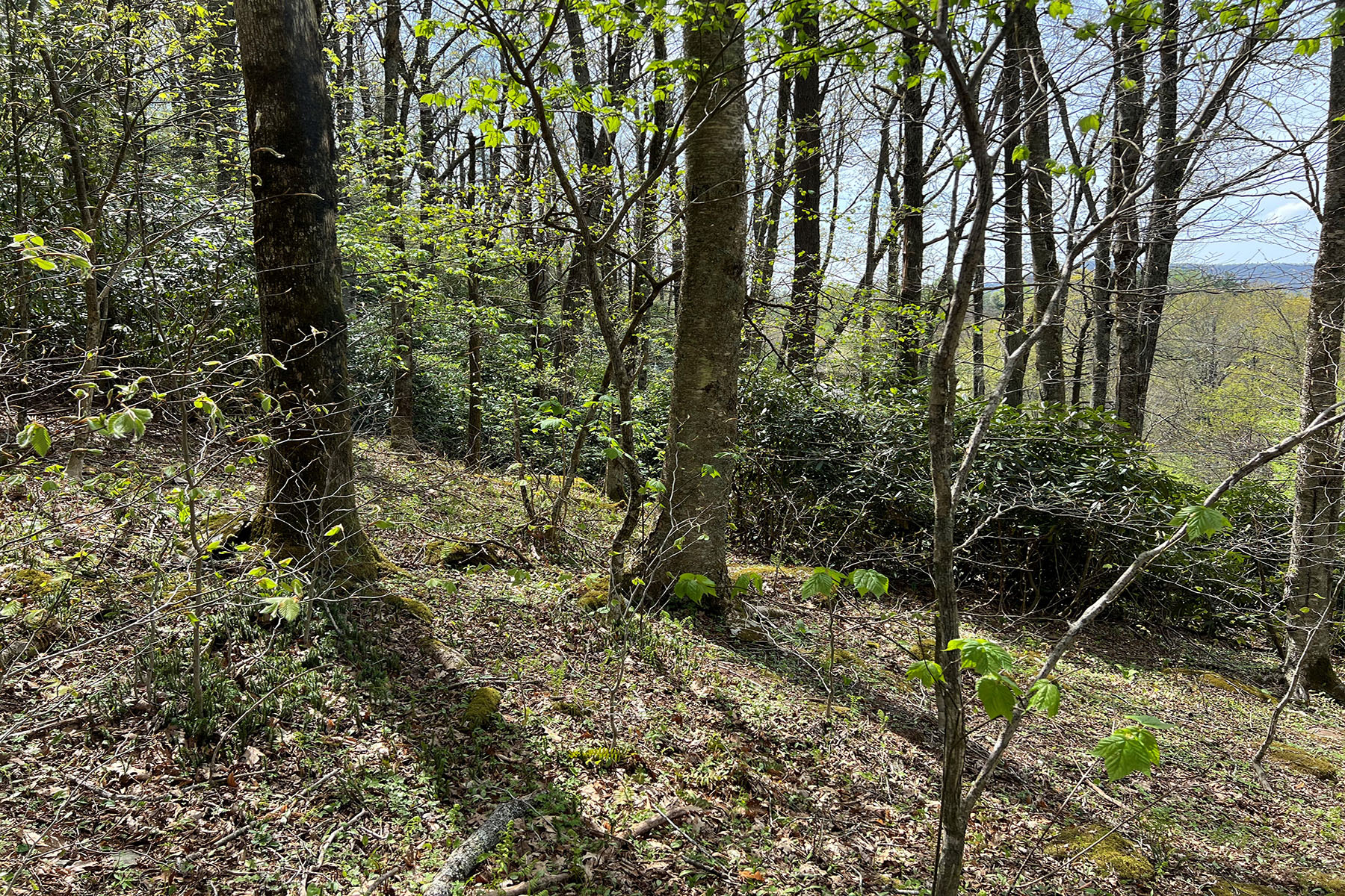  PARKWAY CROSSING - BLOWING ROCK - 物件實景
