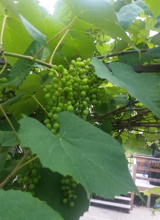 Chester, New York, 10918, United States, 3 Bedrooms Bedrooms, ,2 BathroomsBathrooms,Residential,For Sale,1975527