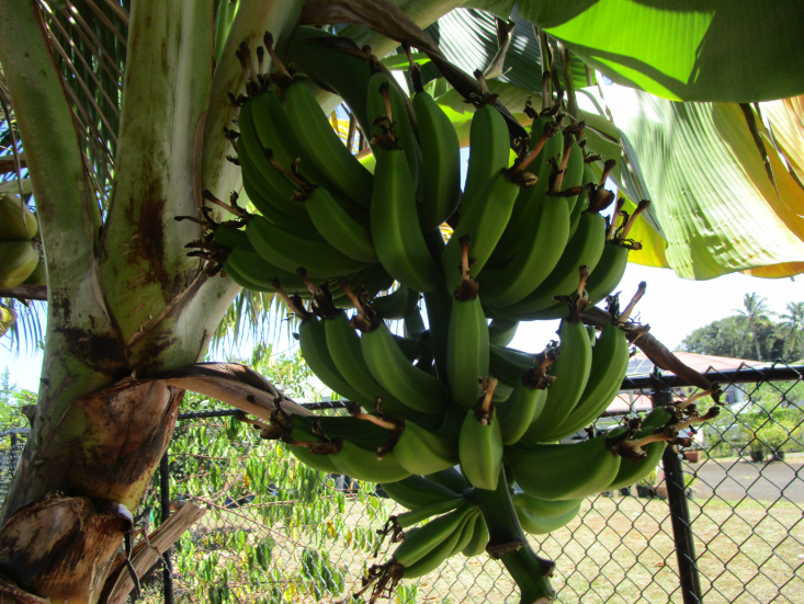 Hilo, Hawaii, 96720, United States, 3 Bedrooms Bedrooms, ,1 BathroomBathrooms,Residential,For Sale,1982594