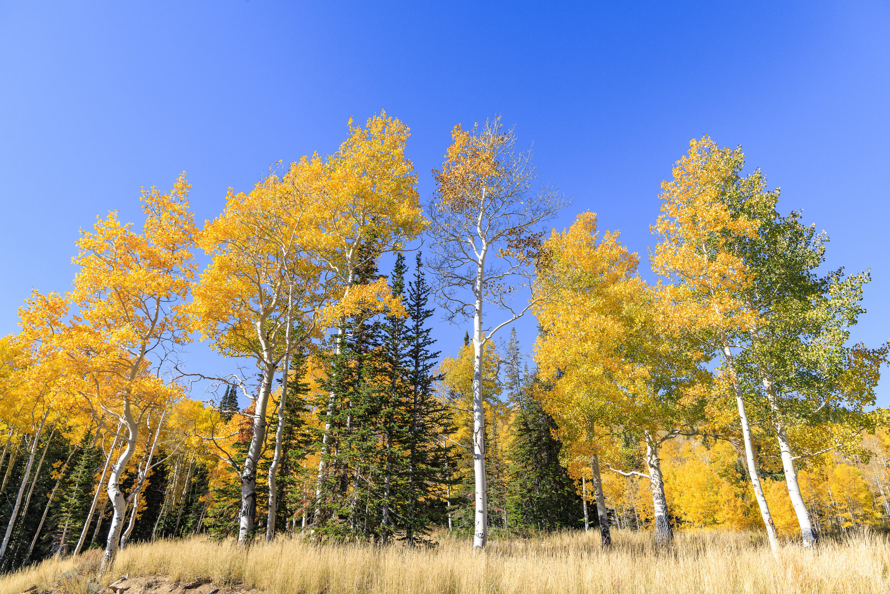  Incredible 28 Acre Estate Lot in the Colony at White Pine Canyon - 物件實景