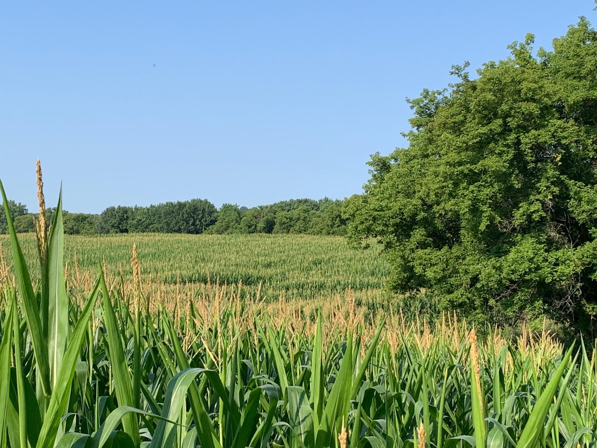 Tbd 75th Street NW, Oronoco Twp, Minnesota, 55901, United States, ,Land,For Sale,Tbd 75th Street NW,1626085