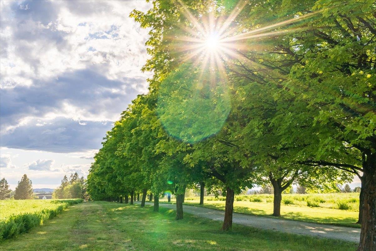 Mead, Washington, 99021, United States, ,Land,For Sale,1977316