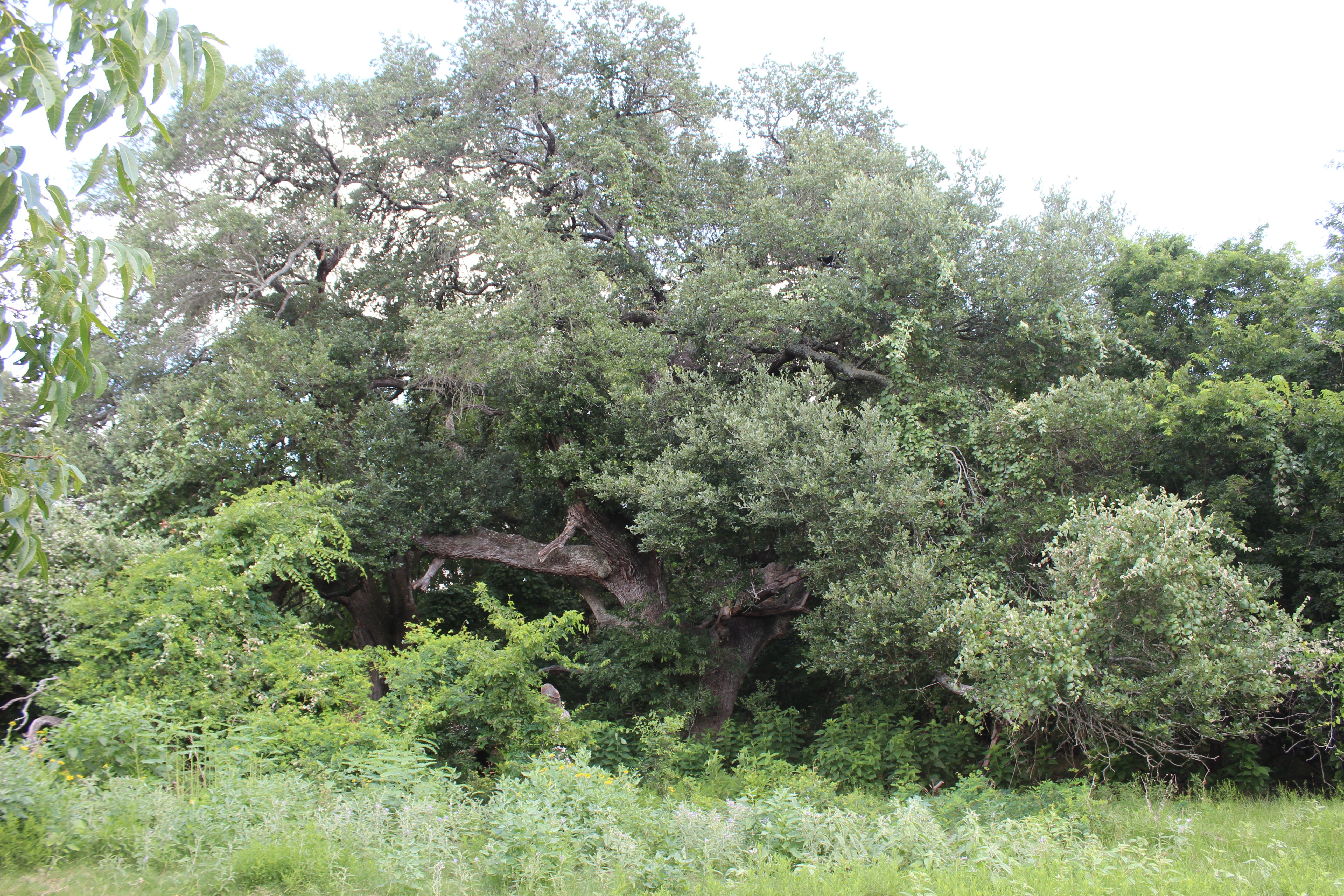  Buck Branch Ranch - 物件實景