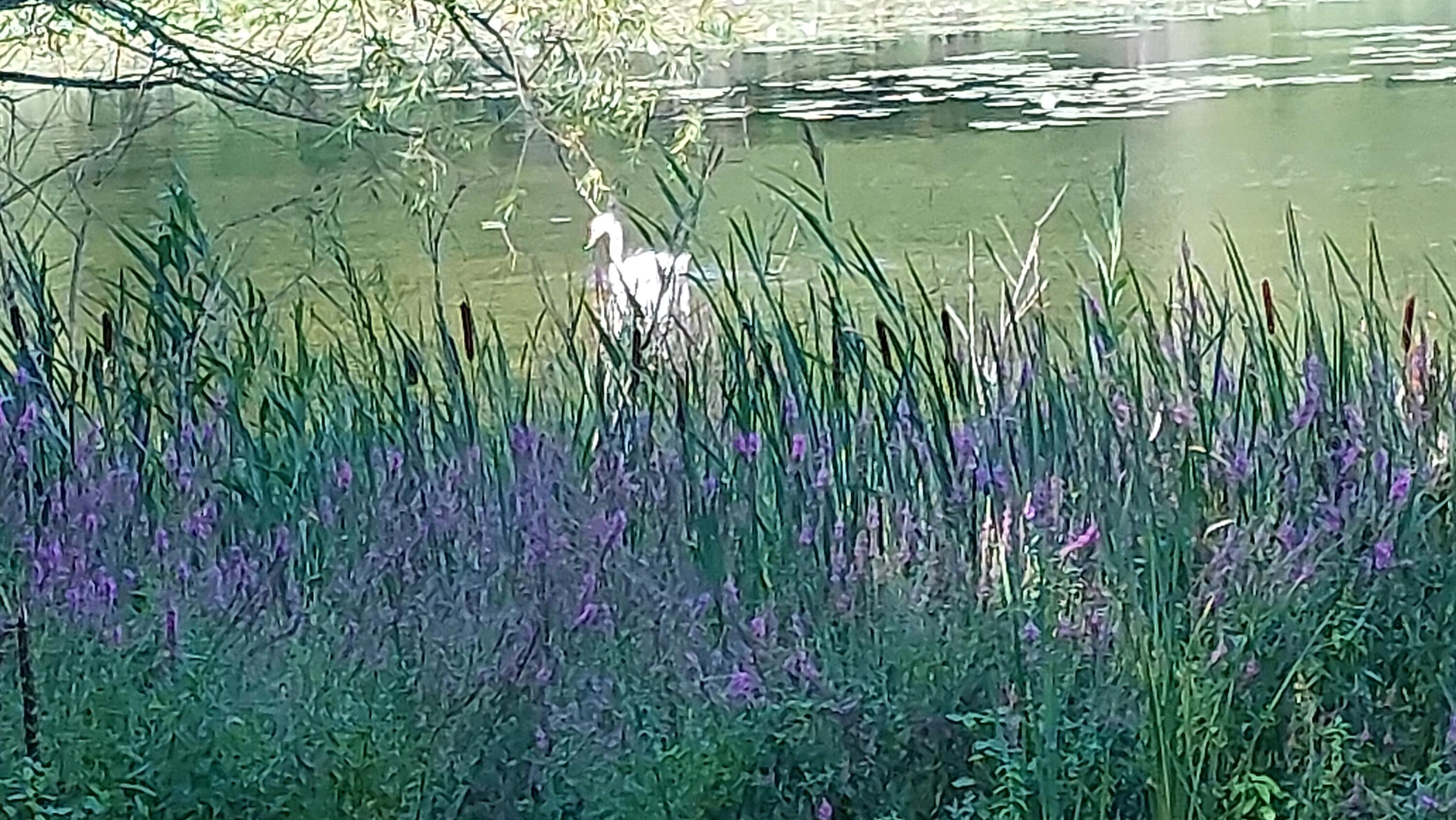 Dowagiac, Michigan, 49047, United States, 3 Bedrooms Bedrooms, ,2 BathroomsBathrooms,Residential,For Sale,1909140