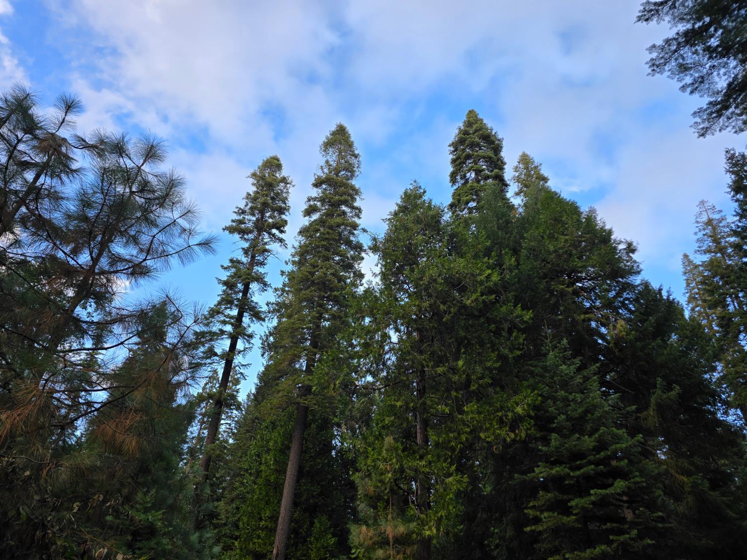 Pollock Pines, California, 95726, United States, ,Residential,For Sale,1982906