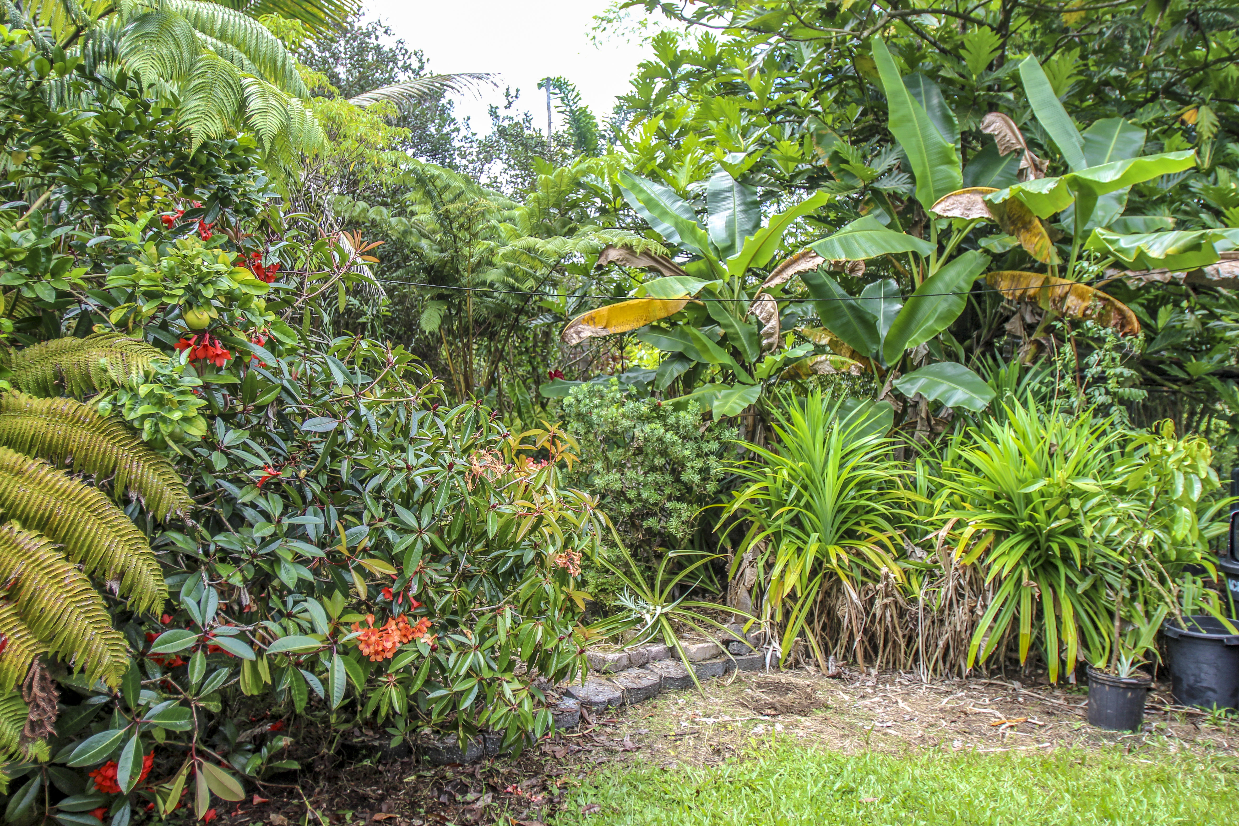  16-1517 Poouli Rd, Kurtistown, HI, 96760 - 物件實景