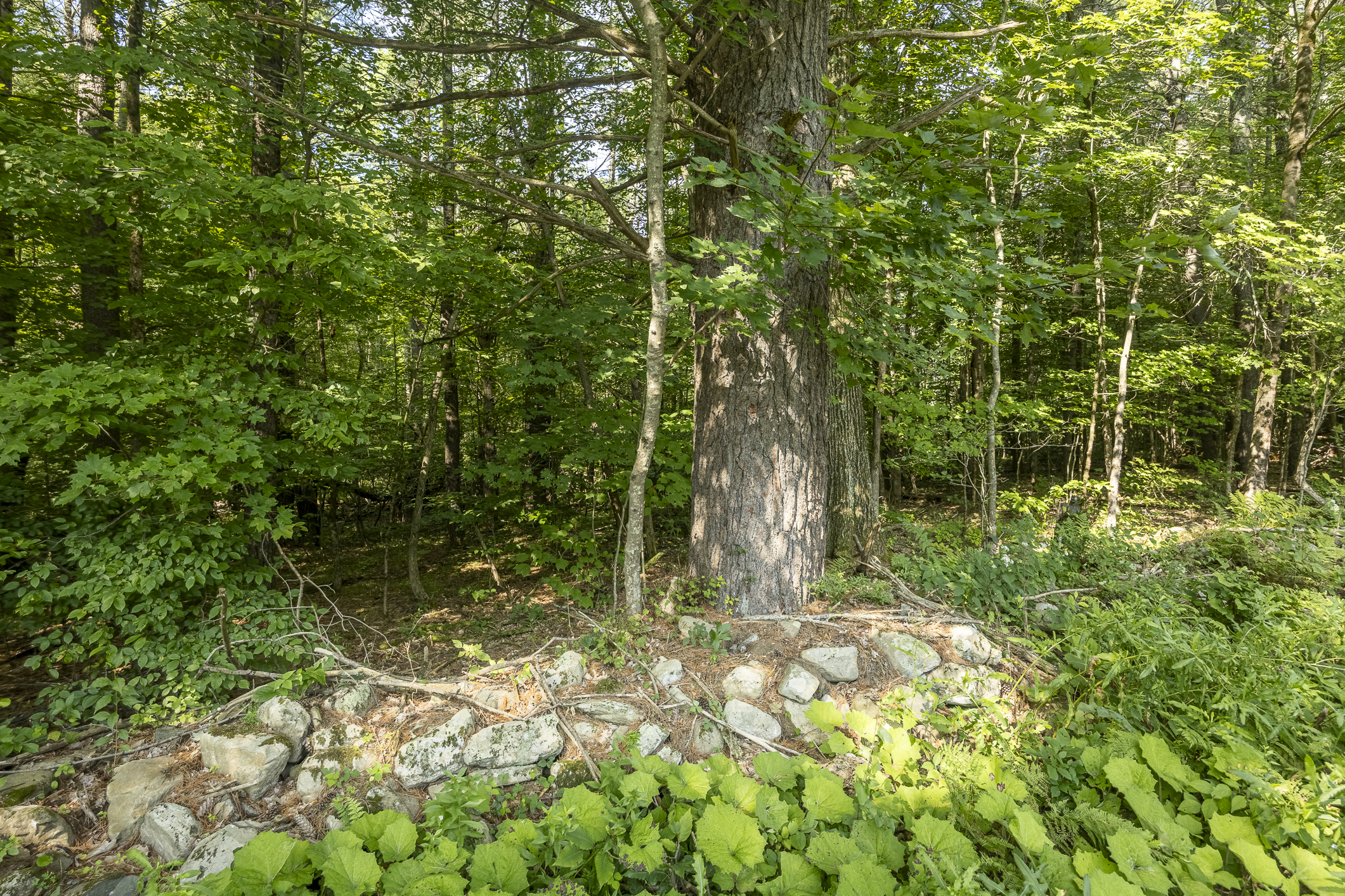  1,180+ Feet of Frontage: Privacy & Seclusion within Easy Reach of the Berkshires - 物件實景