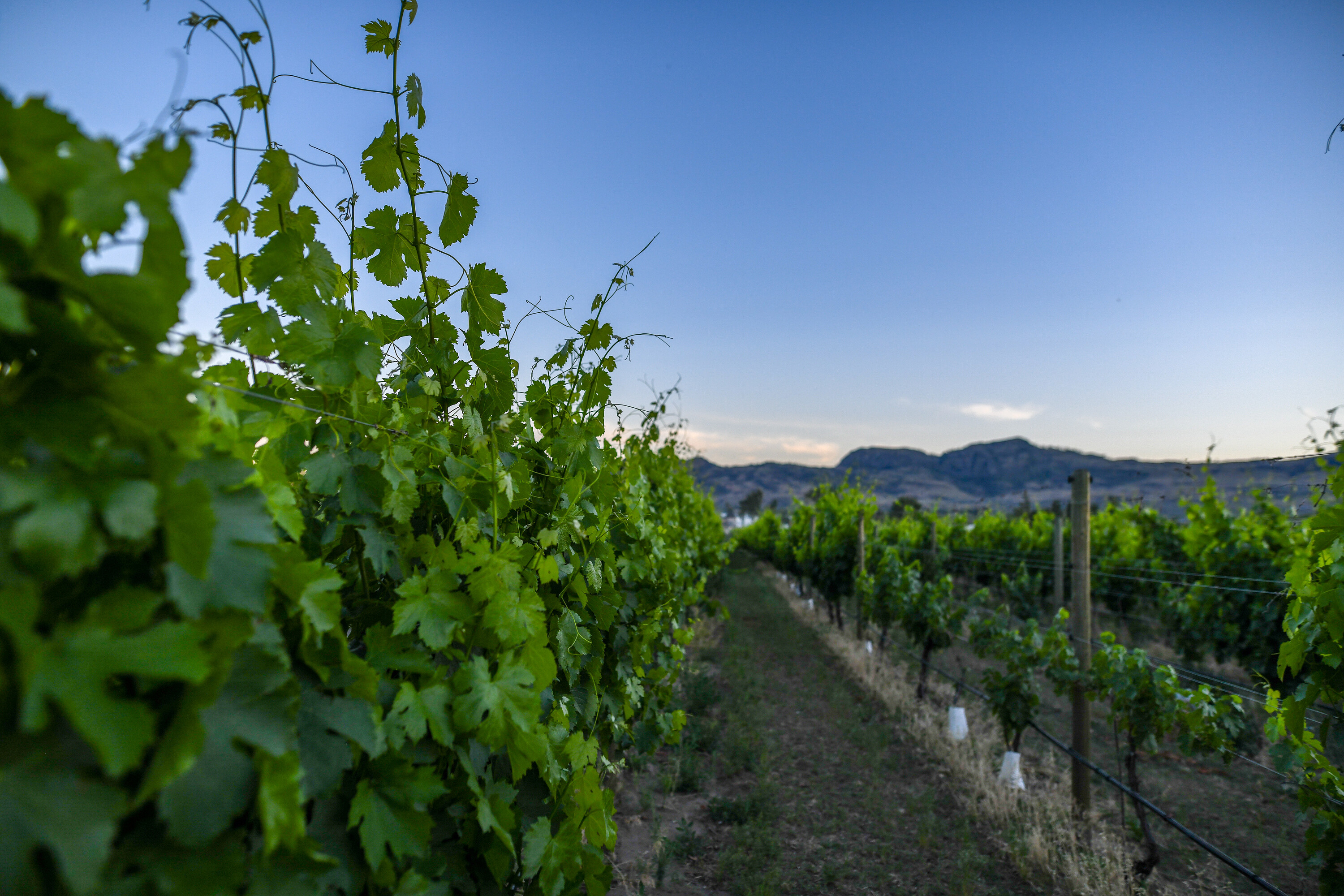  Lakefront Winery Receivership - 物件實景