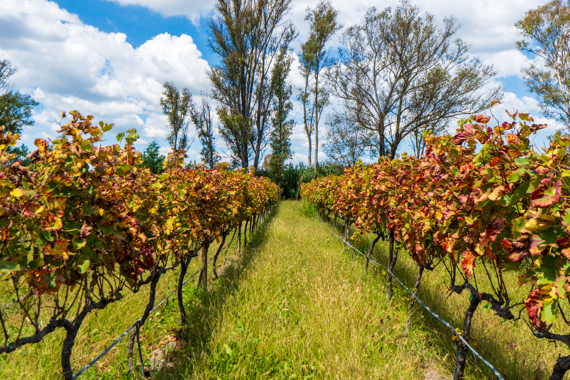  San Francisco Vineyards Lot 1 - 物件實景