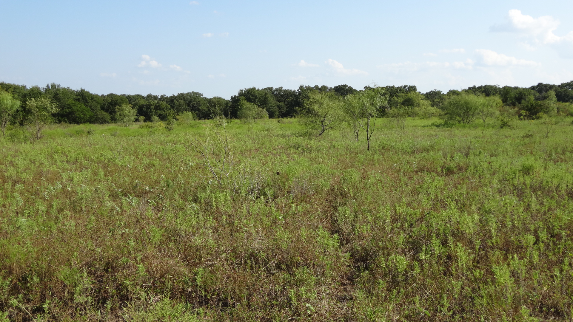 0 Highway 114, Boyd, Texas, 76023, United States, ,Residential,For Sale,0 Highway 114,1008641