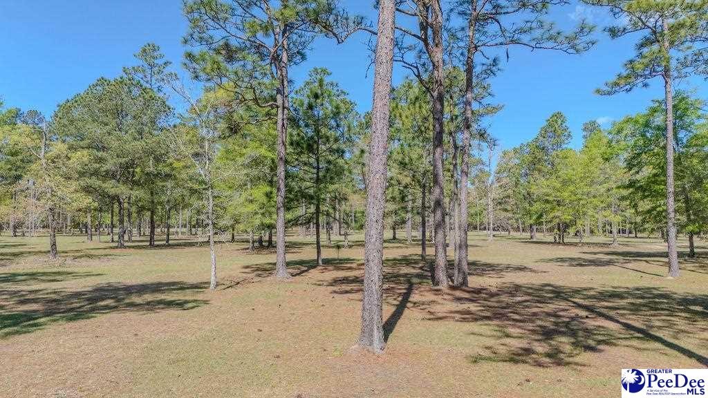 1315 Hill Harrell Road, Effingham, South Carolina, 29541-3179, United States, ,Land,For Sale,1315 Hill Harrell Road,1501598