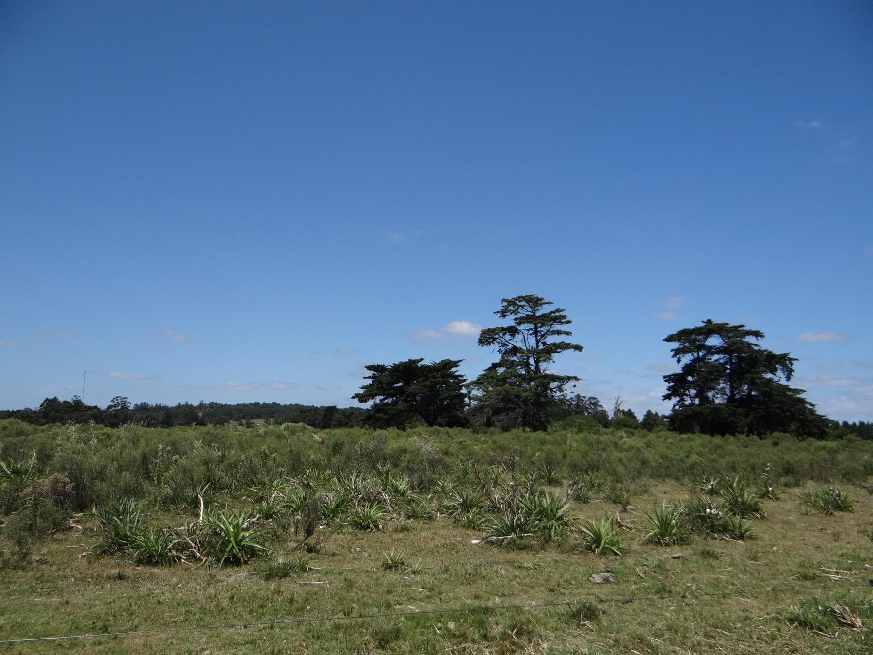  11-hectare farm in Lapataia. - 物件實景