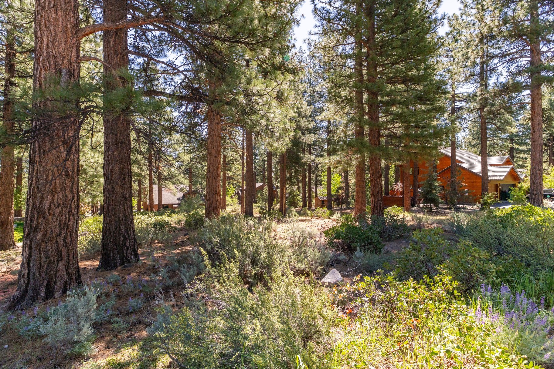  Private Galena Forest Parcel Near Mt. Rose with Pines & Tahoe Access - 物件實景
