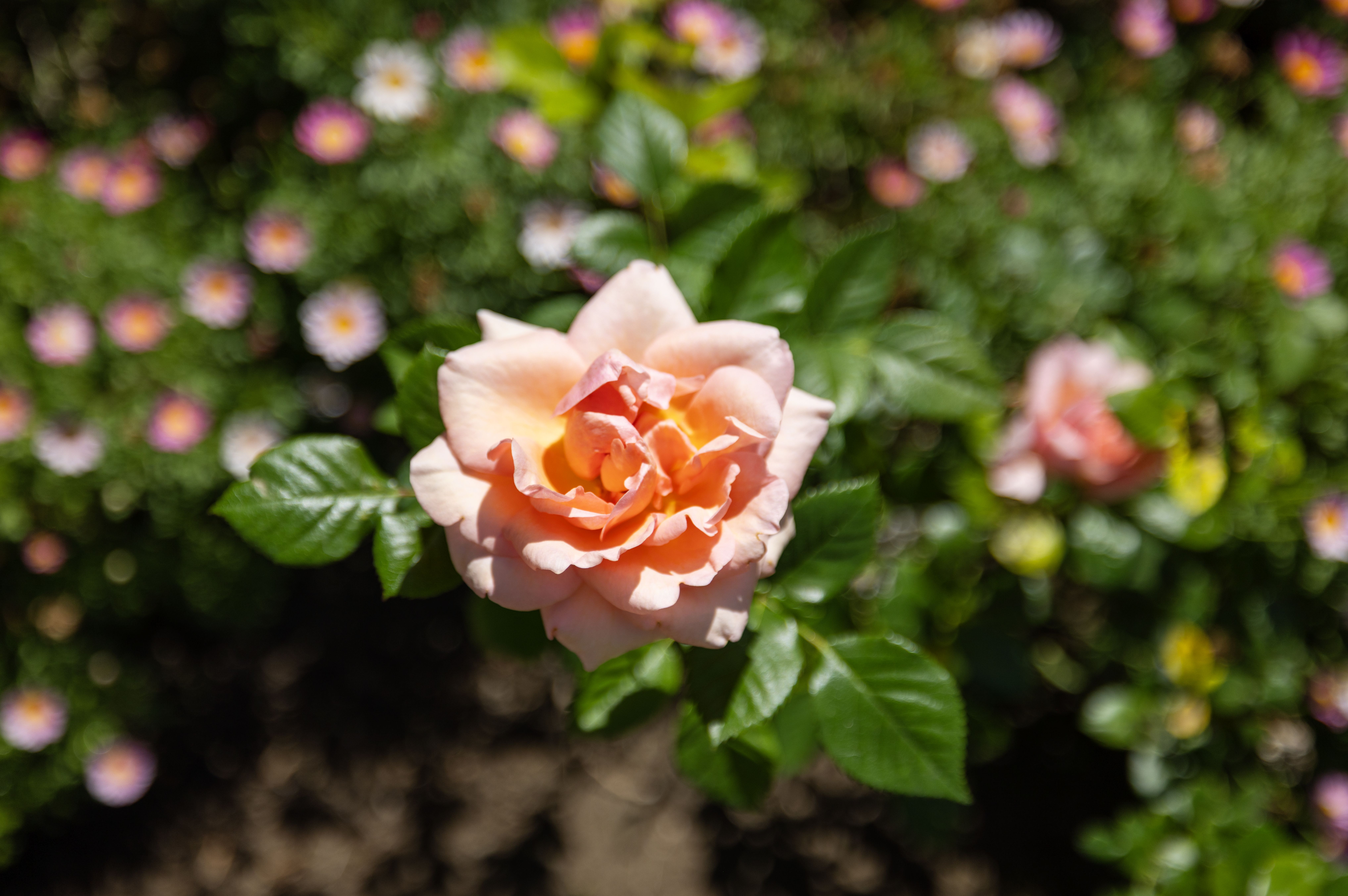  11192 Brunswick Way, Santa Ana, CA 92705 - 物件實景