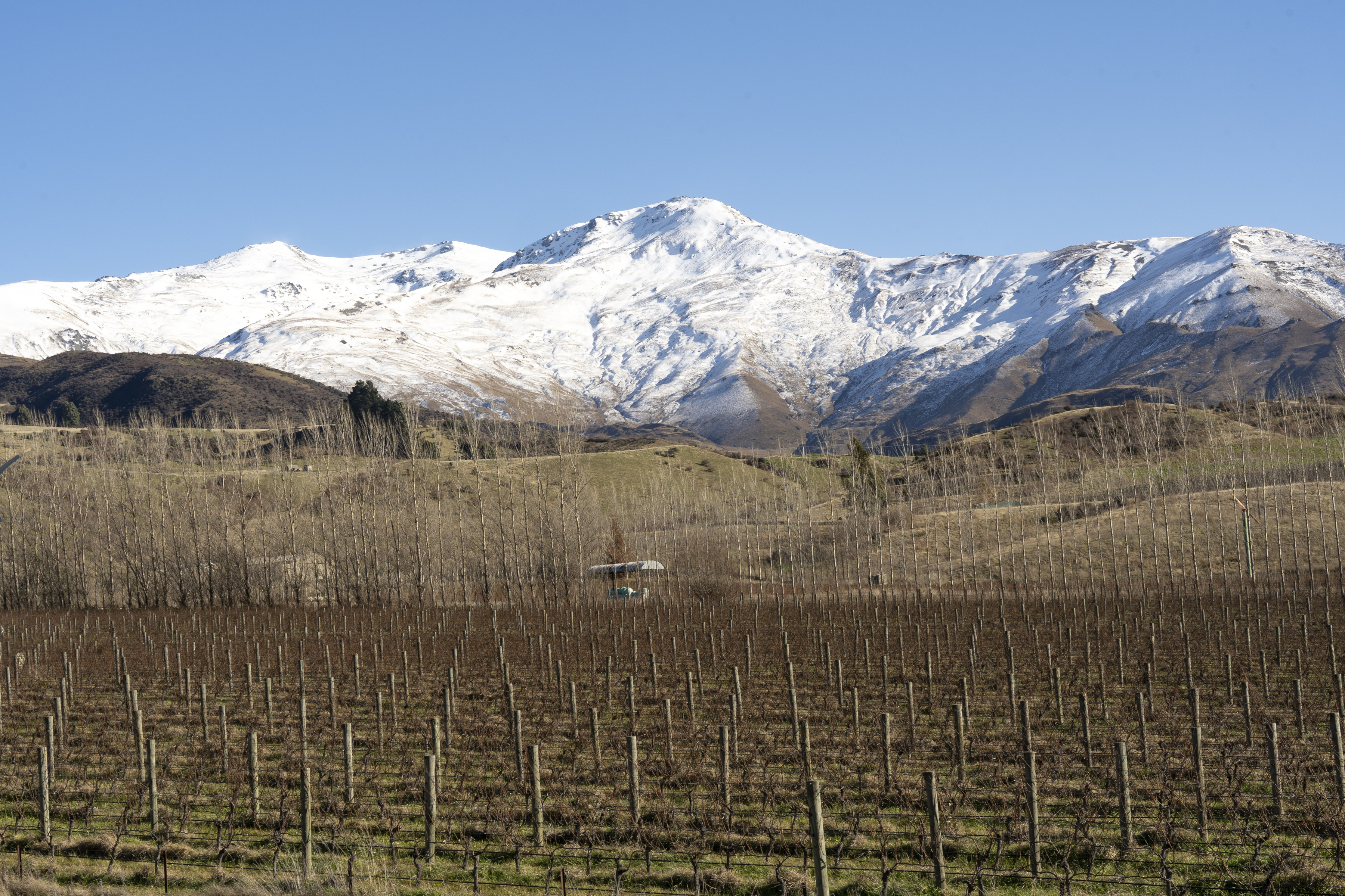  Award Winning Vineyard - 物件實景