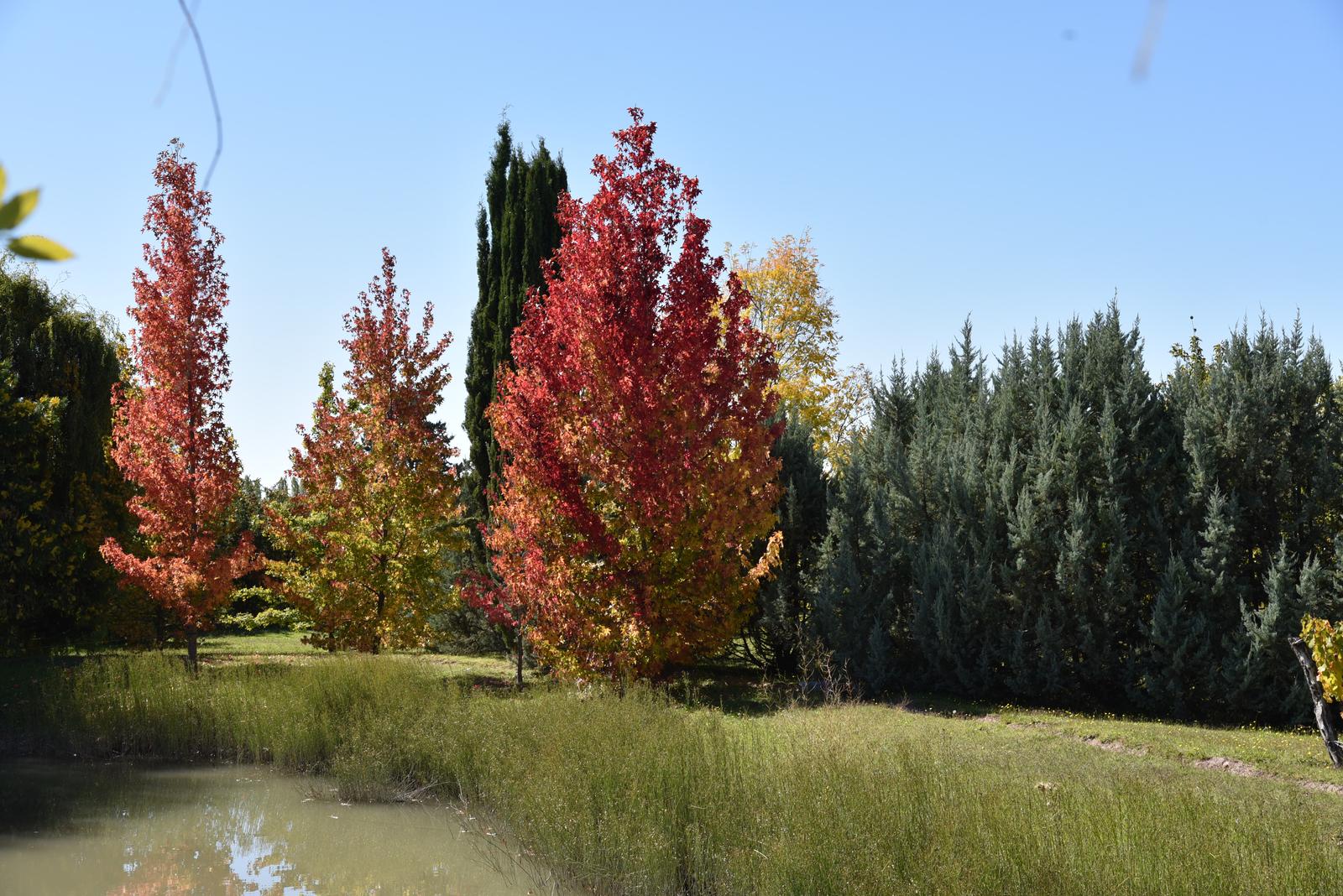 Lujan De Cuyo, AR-M, AR, 5 Bedrooms Bedrooms, ,8 BathroomsBathrooms,Residential,For Sale,1999071