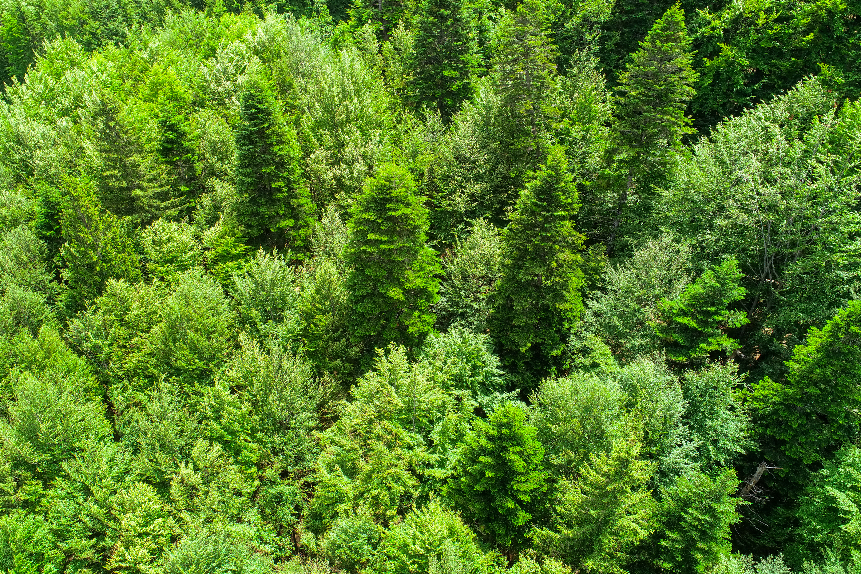  Modern Apartment with Private Garden at the Edge of the Forest, Sinaia - 物件實景