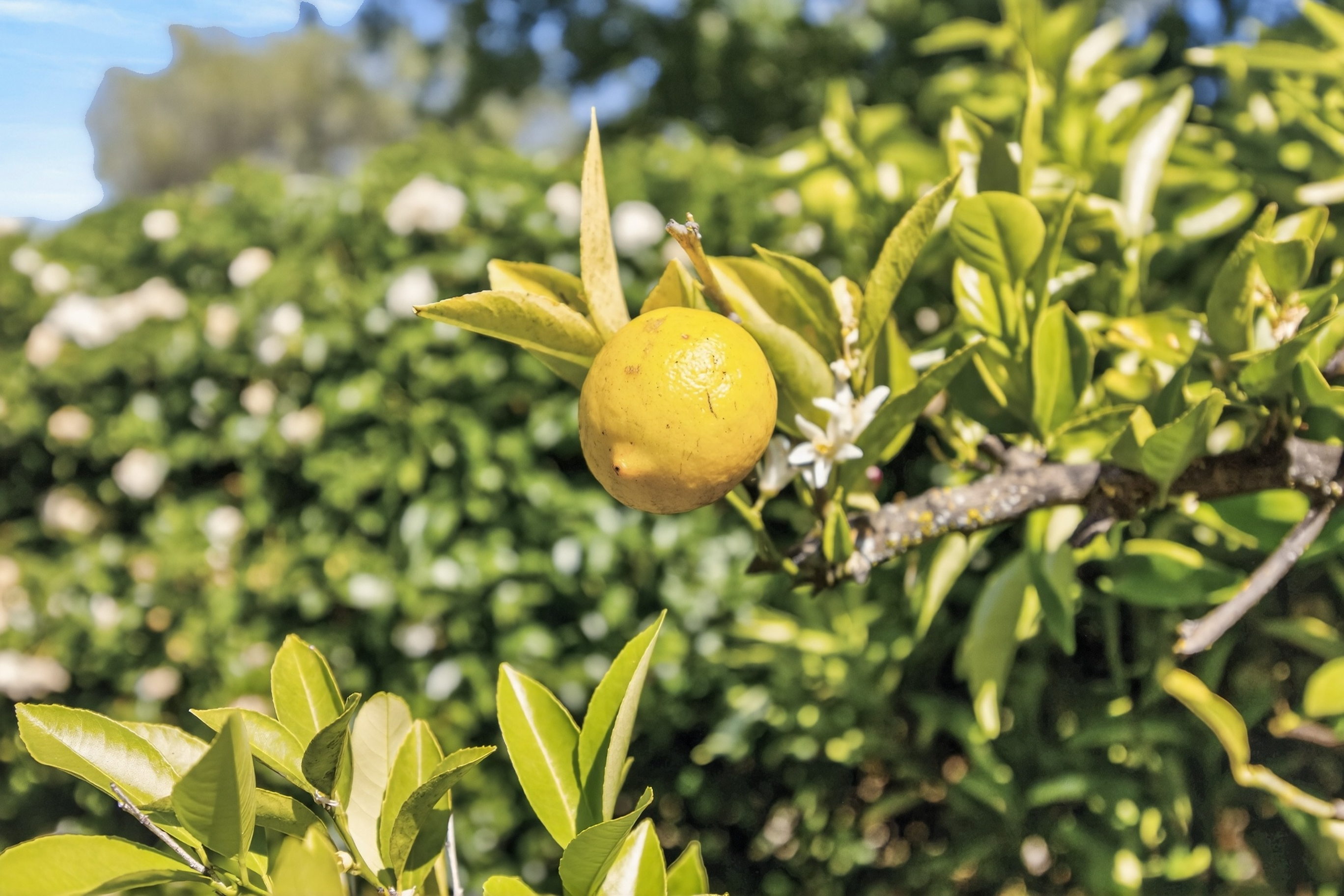  1864 Avondale Drive, Roseville, CA 95747 - 物件實景