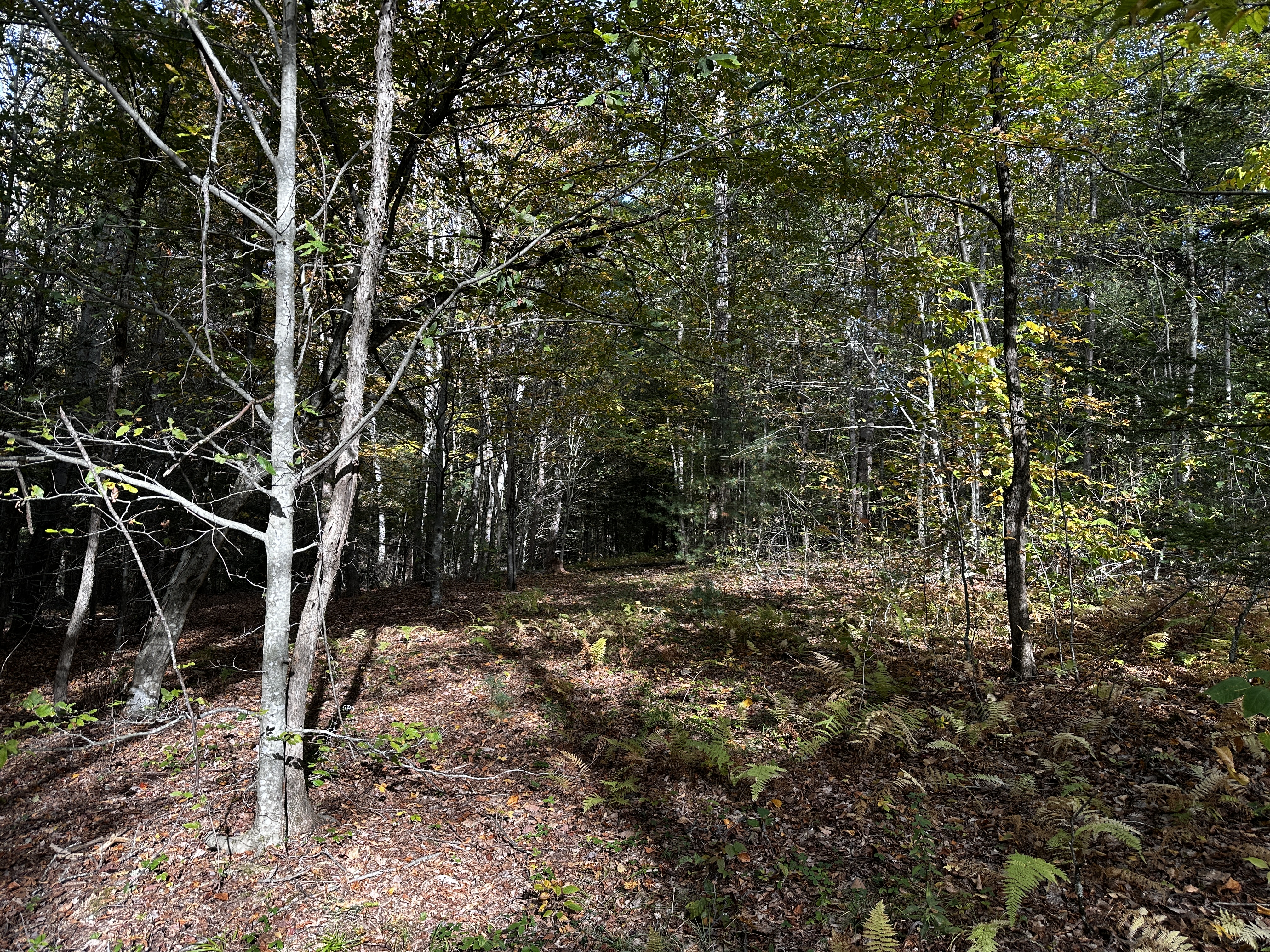  000000 Norfolk Road - 物件實景