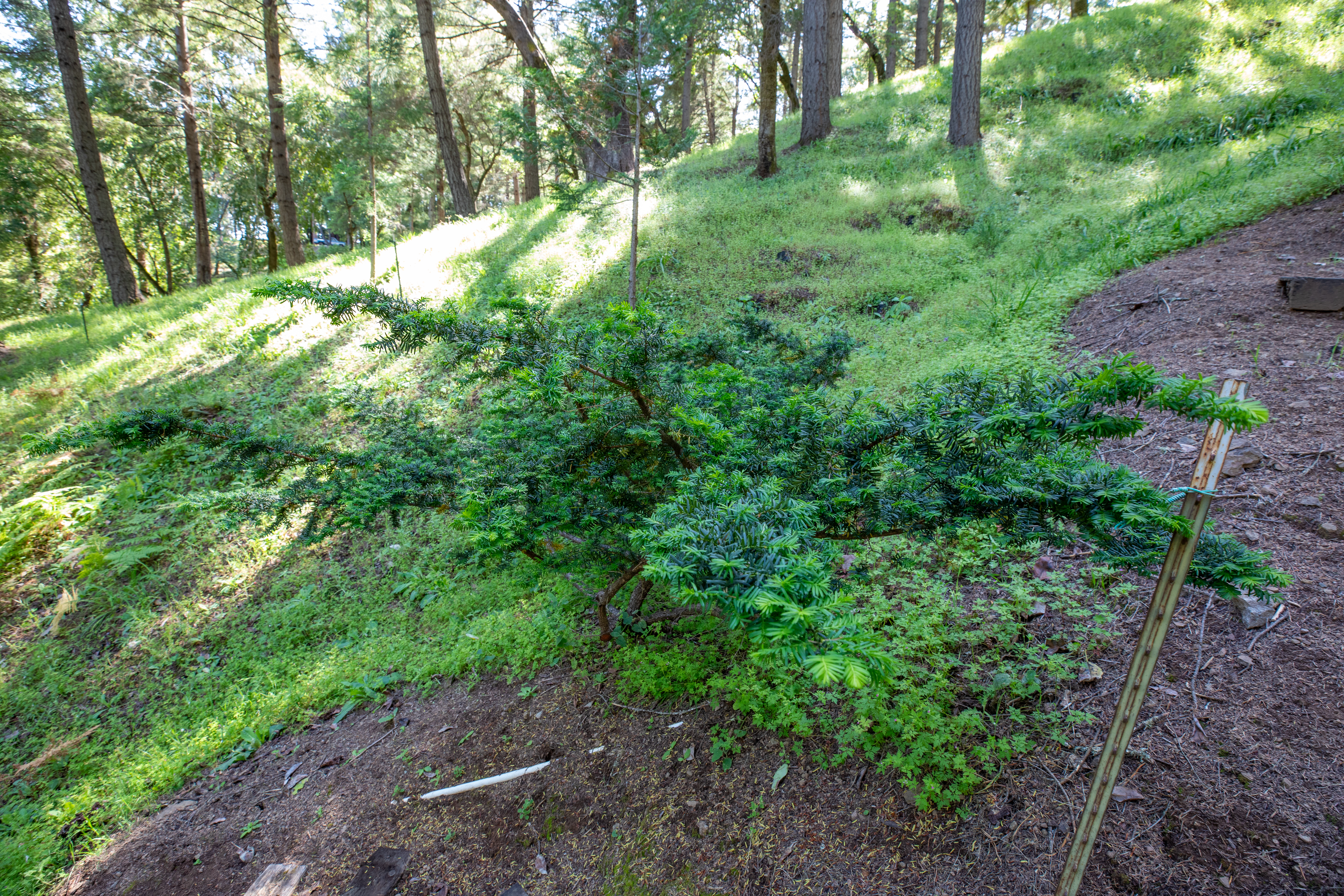  18900 Armstrong Woods Road, Guerneville, CA 95446 - 物件實景