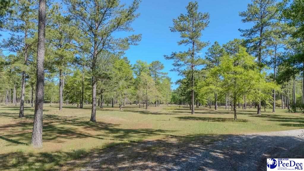 1315 Hill Harrell Road, Effingham, South Carolina, 29541-3179, United States, ,Land,For Sale,1315 Hill Harrell Road,1501598