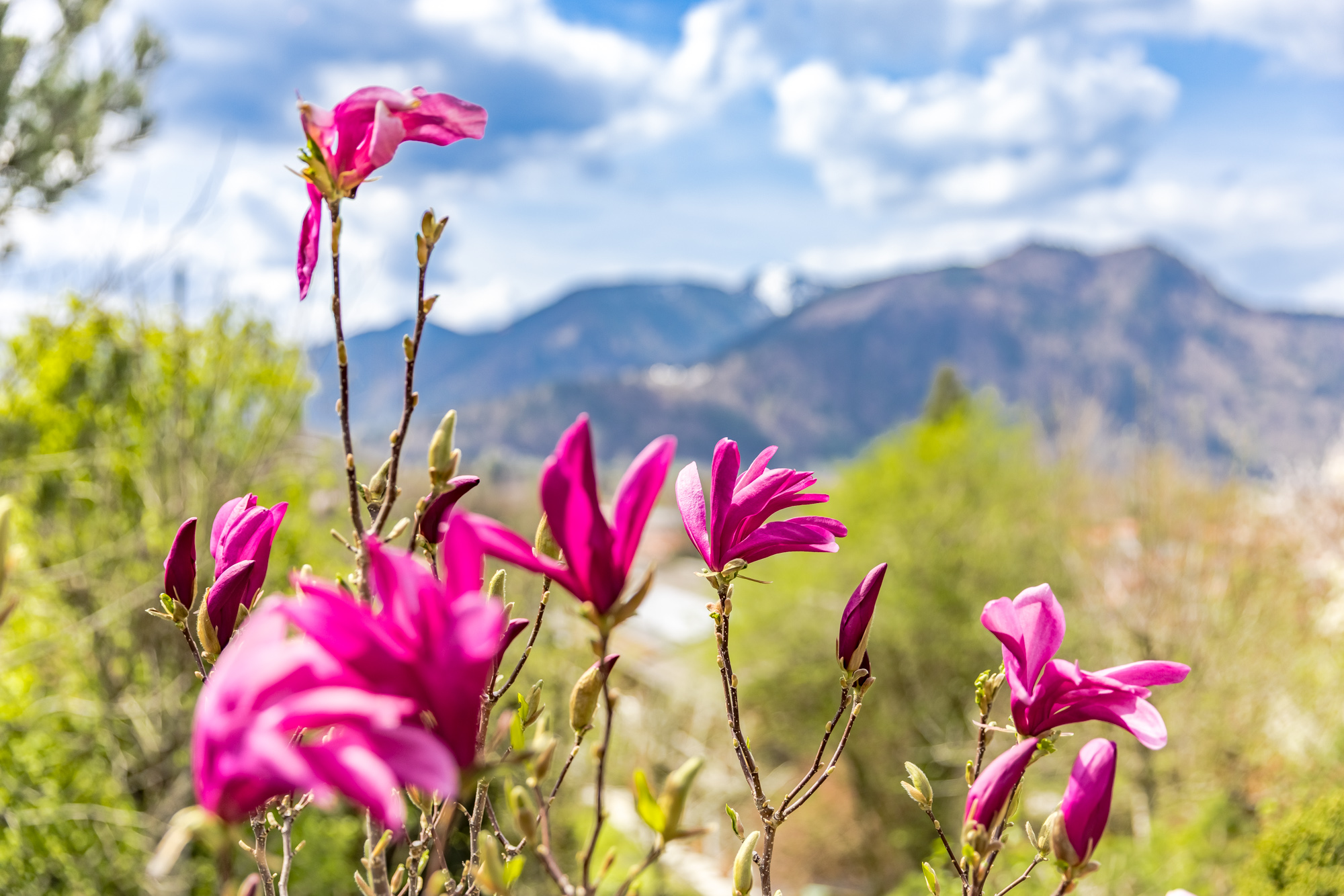  Alpine Living - Front Row to the Mountains - 物件實景