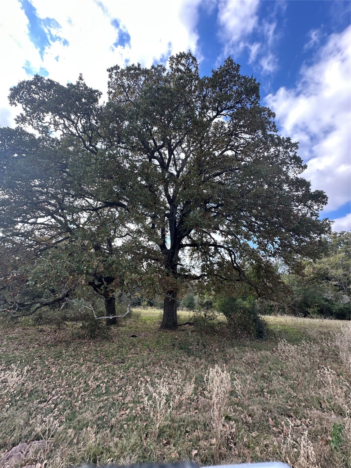 Thornton, Texas, 76687, United States, ,Land,For Sale,1995546