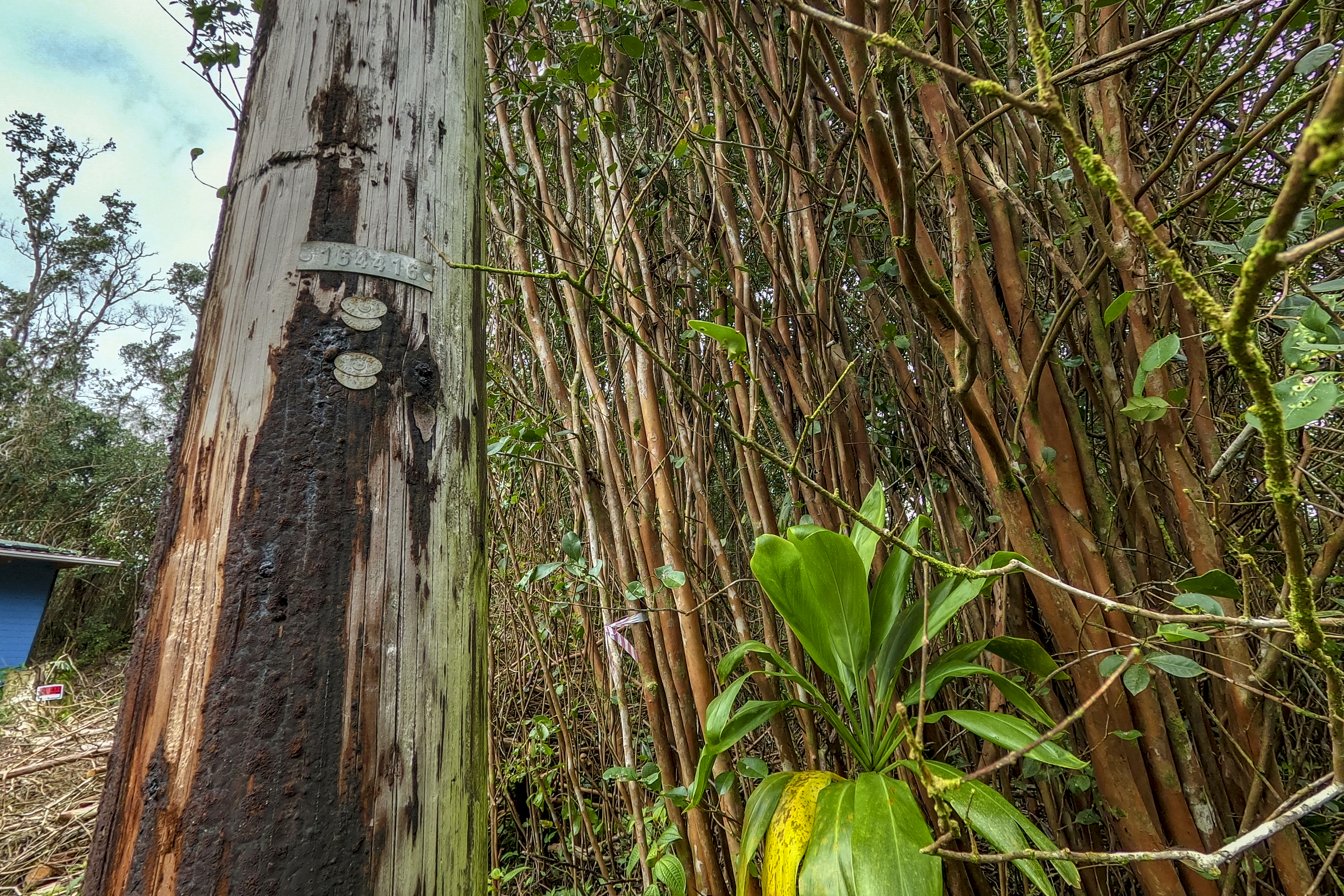  12-4330 Ocean View Pkwy, Pahoa, HI, 96778 - 物件實景