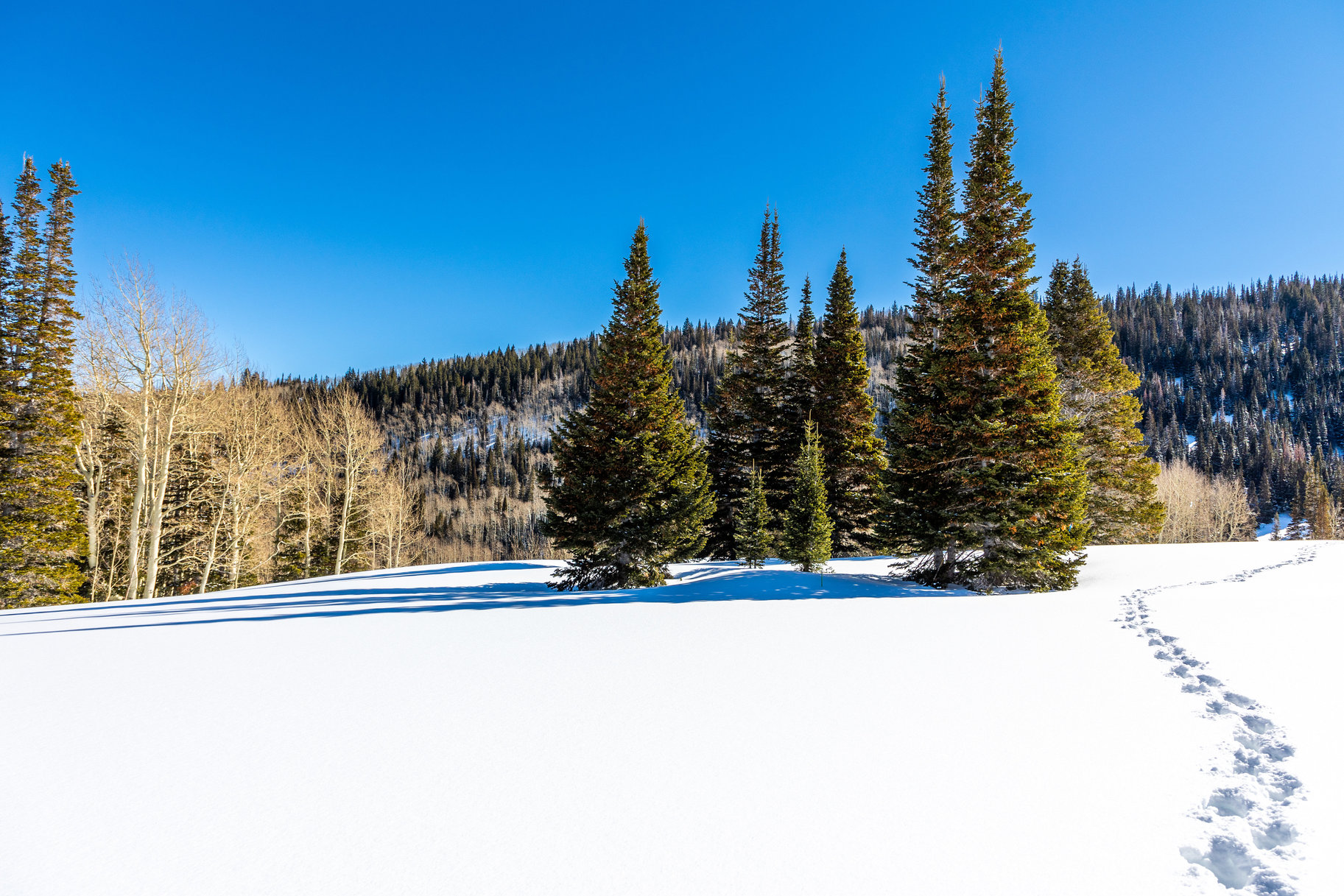  Incredible 28 Acre Estate Lot in the Colony at White Pine Canyon - 物件實景