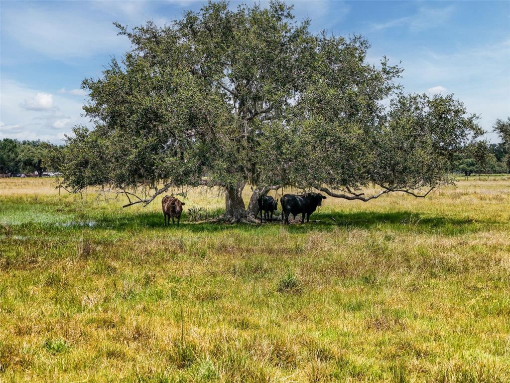 Myakka City, Florida, 34251, United States, ,Land,For Sale,1908306