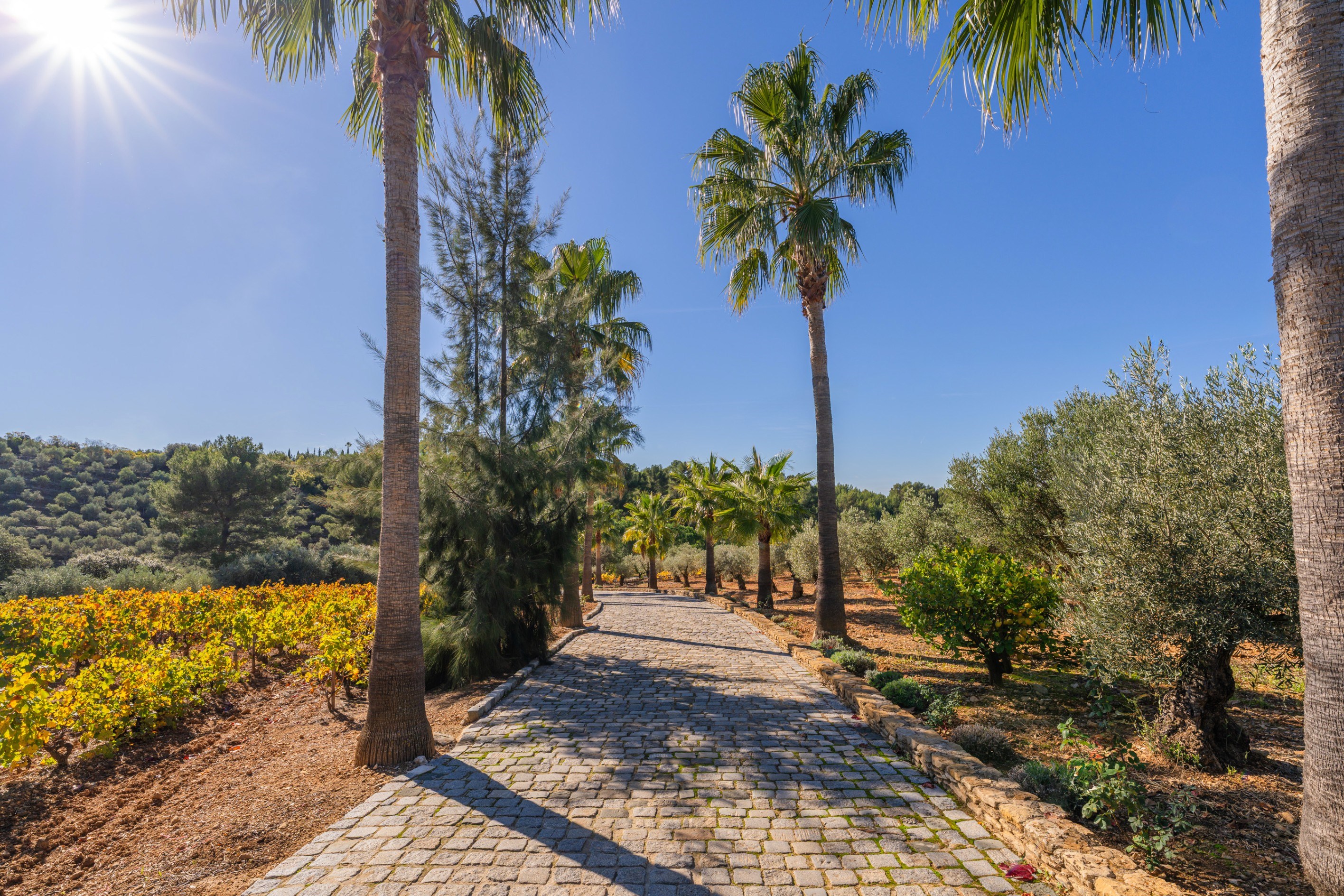 Le Castellet, Provence – Wine and Olive Estate - 物件實景