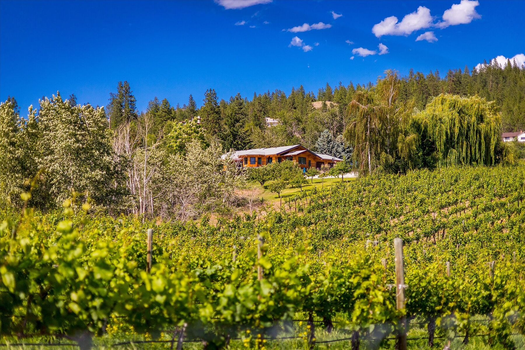  Multiple Homes on a Vineyard - 物件實景