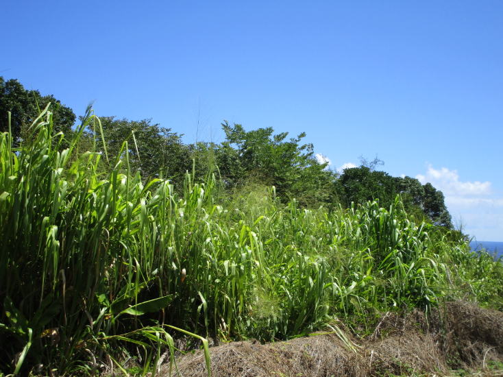 Pepeekeo, Hawaii, 96783, United States, ,Land,For Sale,1978999