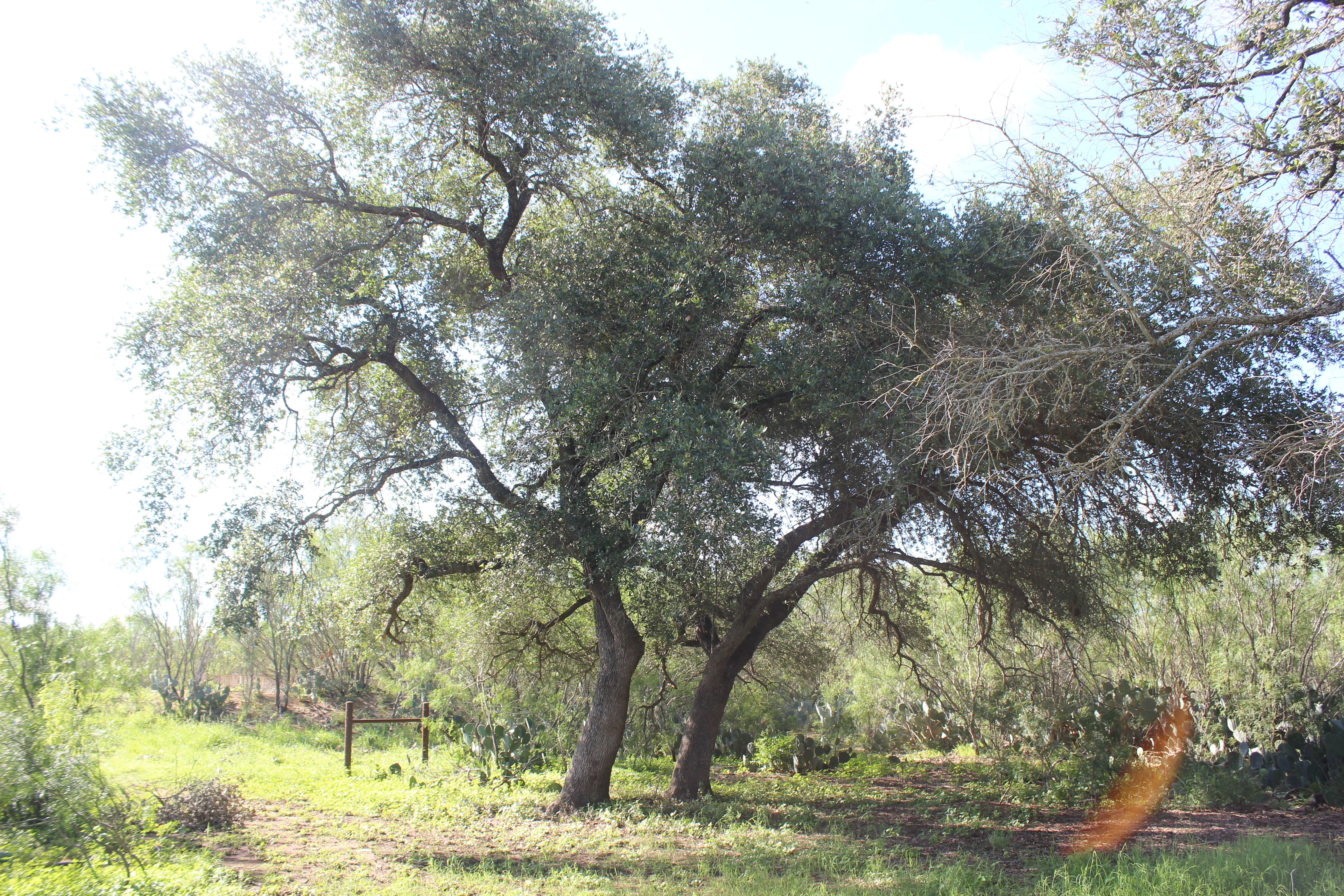  Apache Hill Ranch in Uvalde County - 物件實景