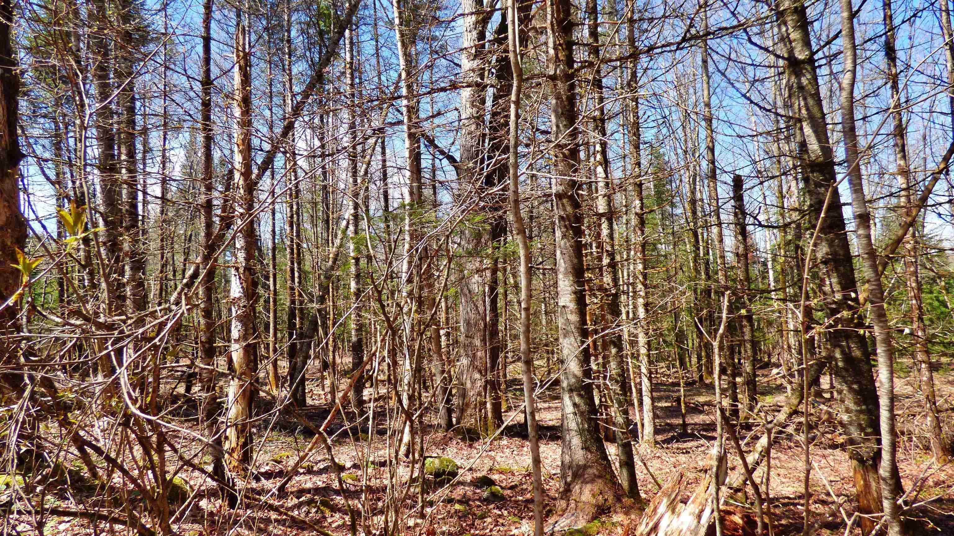 Wheelock, Vermont, 05851, United States, ,Land,For Sale,2017669