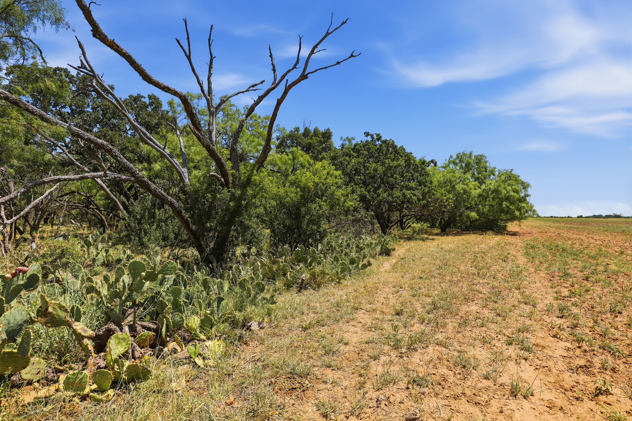  125 Acres of Texas Land for Recreation and Retreat - 物件實景