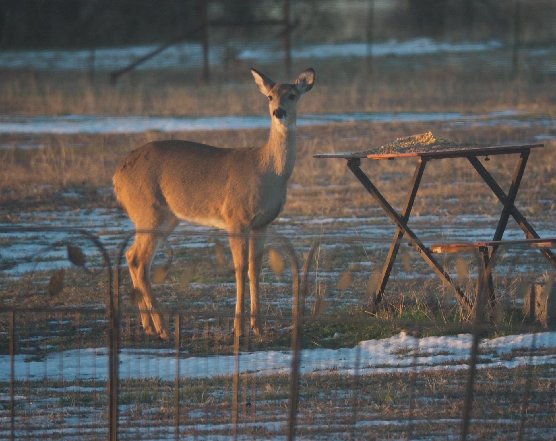 Decatur, Texas, 76234, United States, 3 Bedrooms Bedrooms, ,2 BathroomsBathrooms,Residential,For Sale,1981481