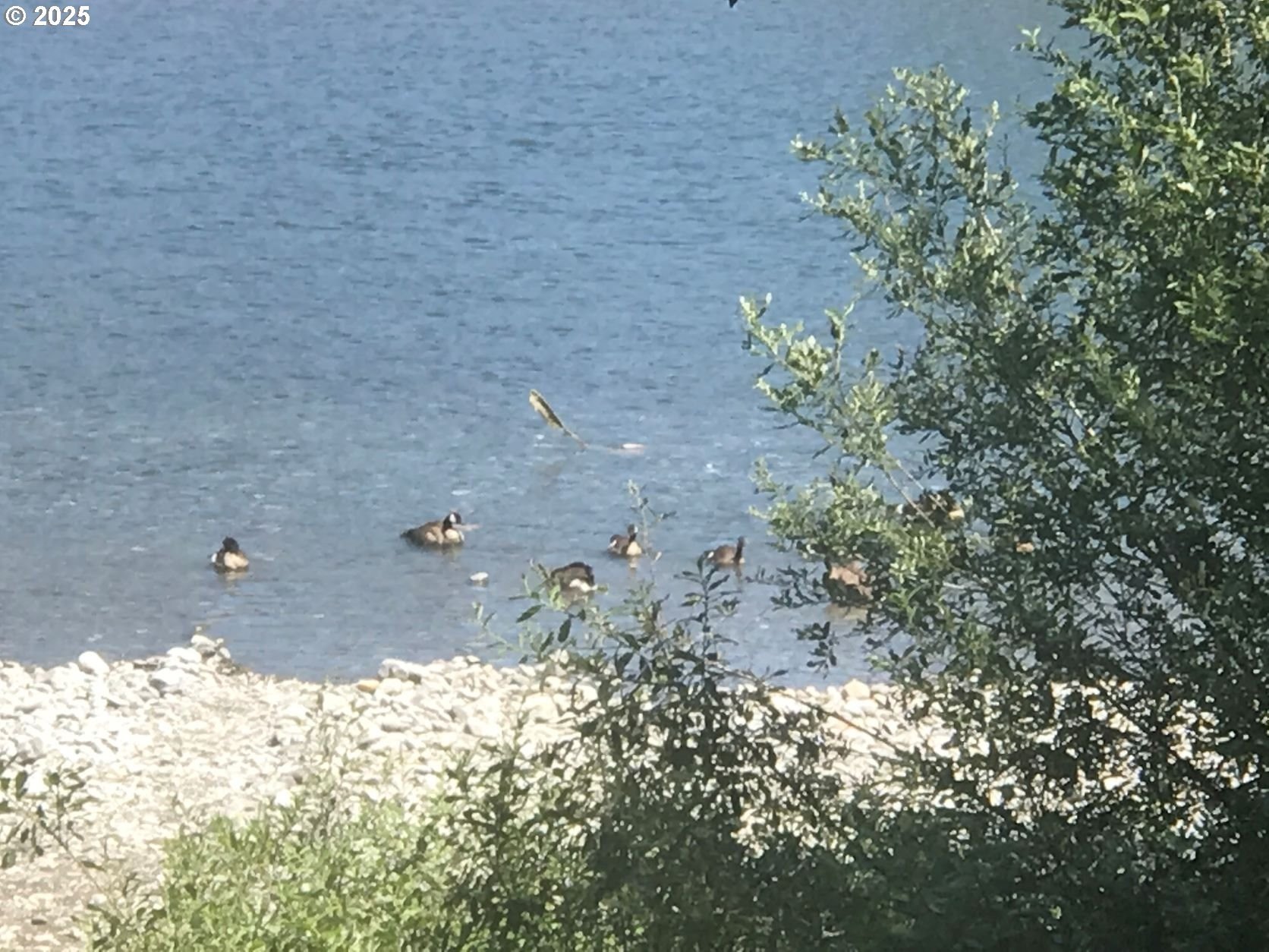 Brookings, Oregon, 97415, United States, 1 Bedroom Bedrooms, ,1 BathroomBathrooms,Residential,For Sale,1979383