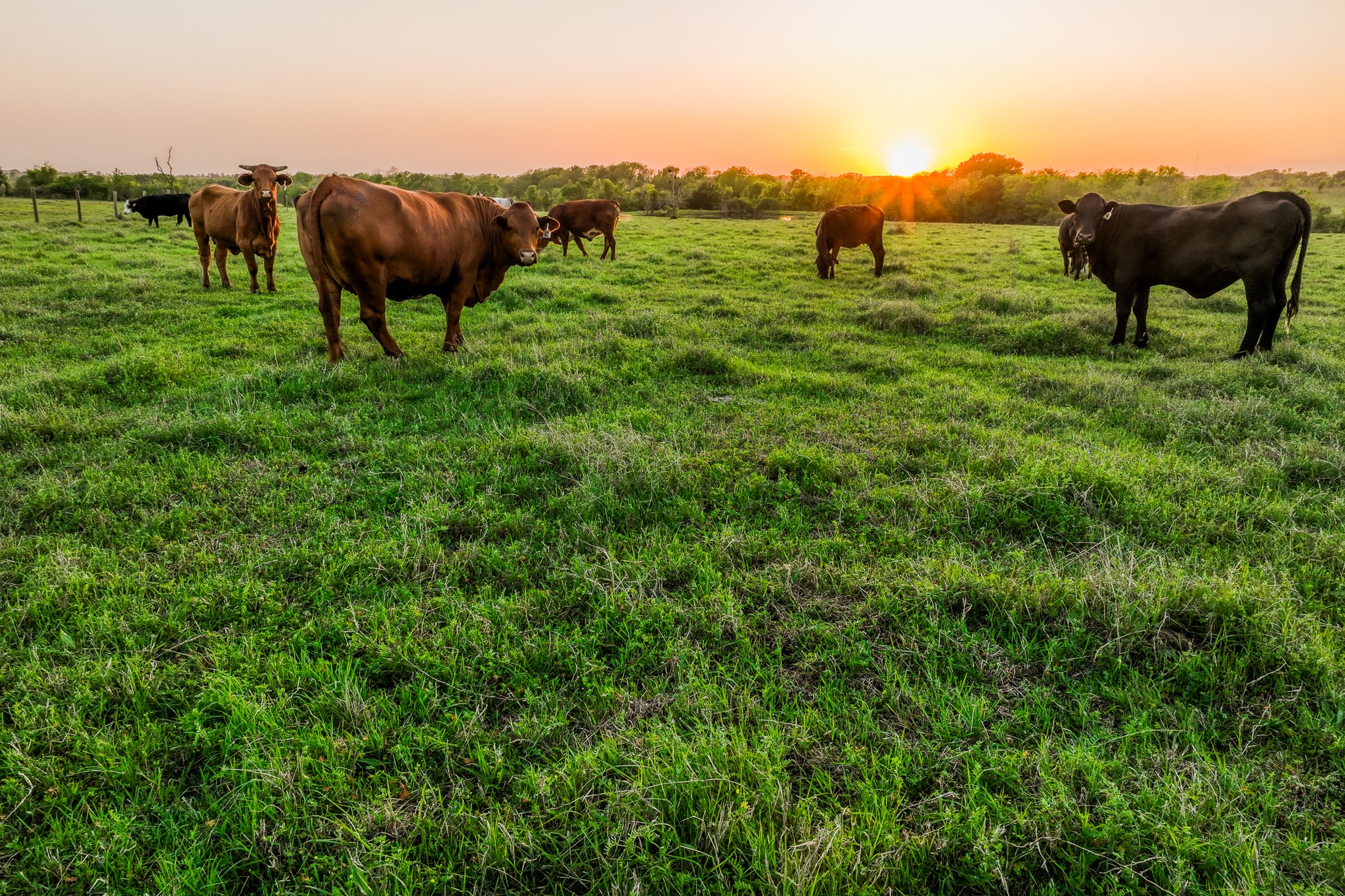  20751 Fm 1155, Washington, TX, 77880 - 物件實景