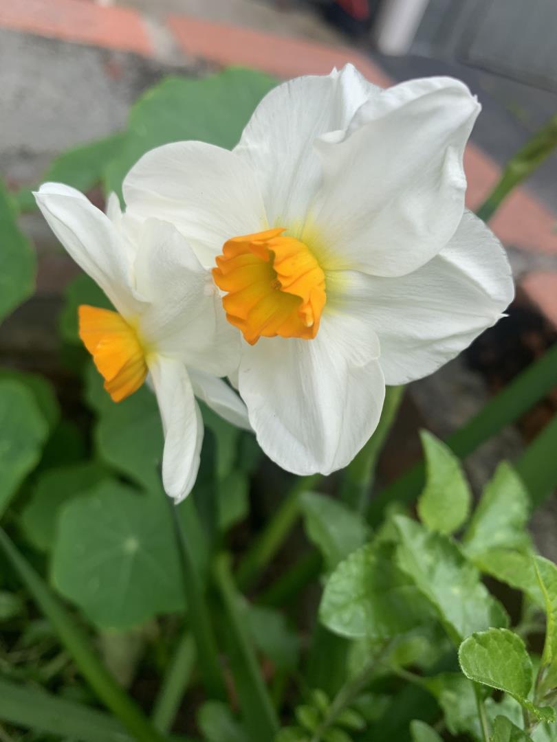 San Jose, California, 95125, United States, 4 Bedrooms Bedrooms, ,2 BathroomsBathrooms,Residential,For Sale,2003110