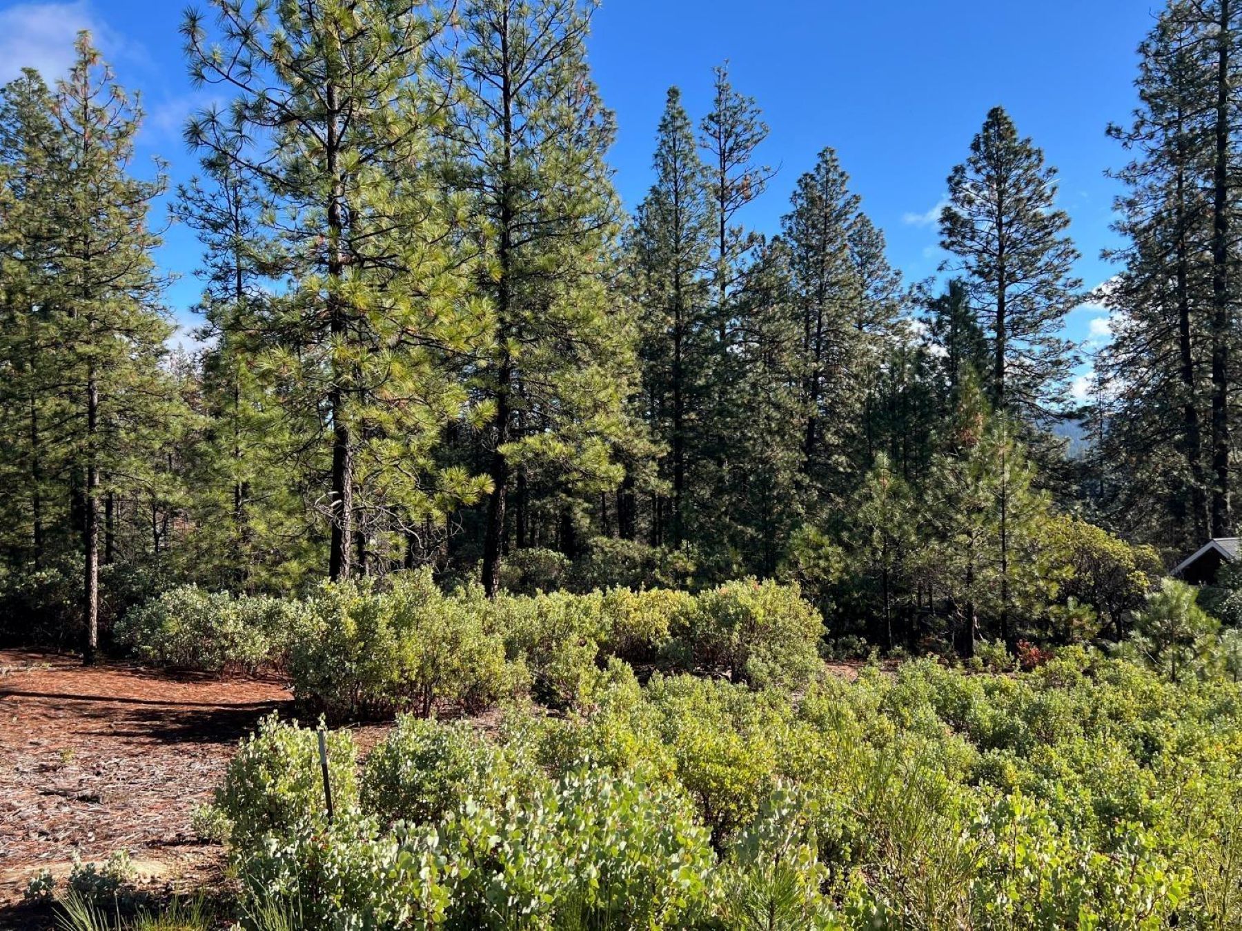  520 Lost Hill Court, Nevada City, CA 95959 - 物件實景