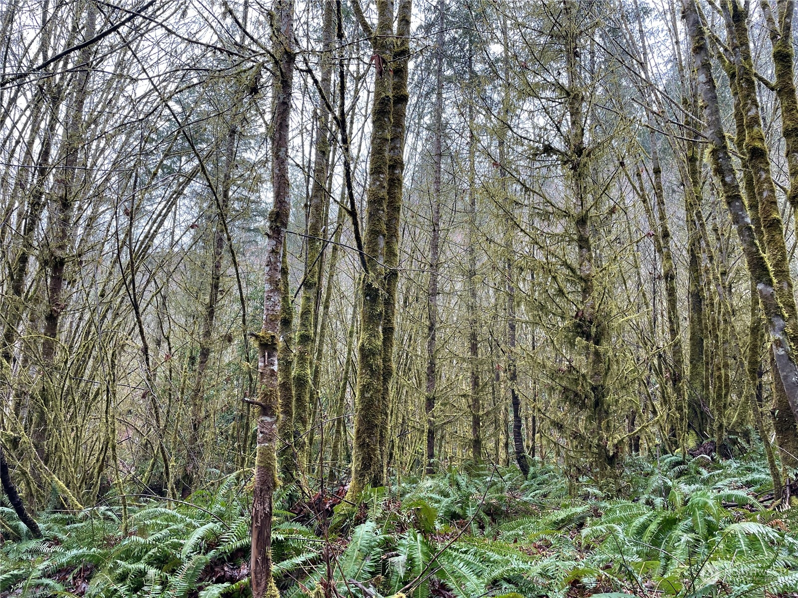 0 Fallert Road, Kalama, Washington, 98625, United States, ,Land,For Sale,0 Fallert Road,1273199