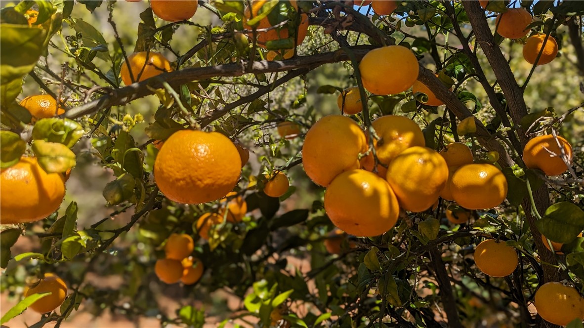 Temecula, California, 92590, United States, ,Land,For Sale,1988862