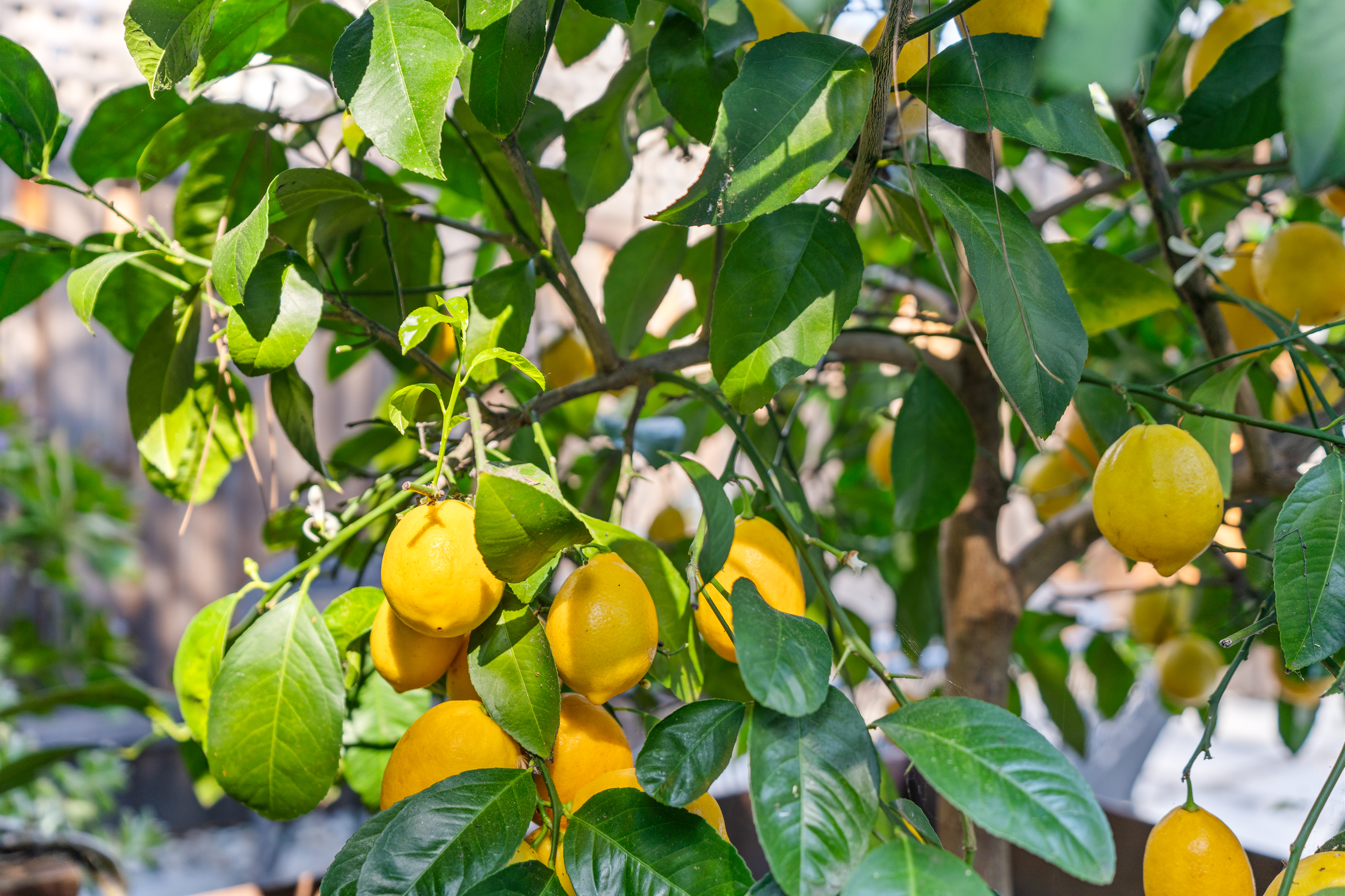  Wine Country Living at Its Finest - 物件實景