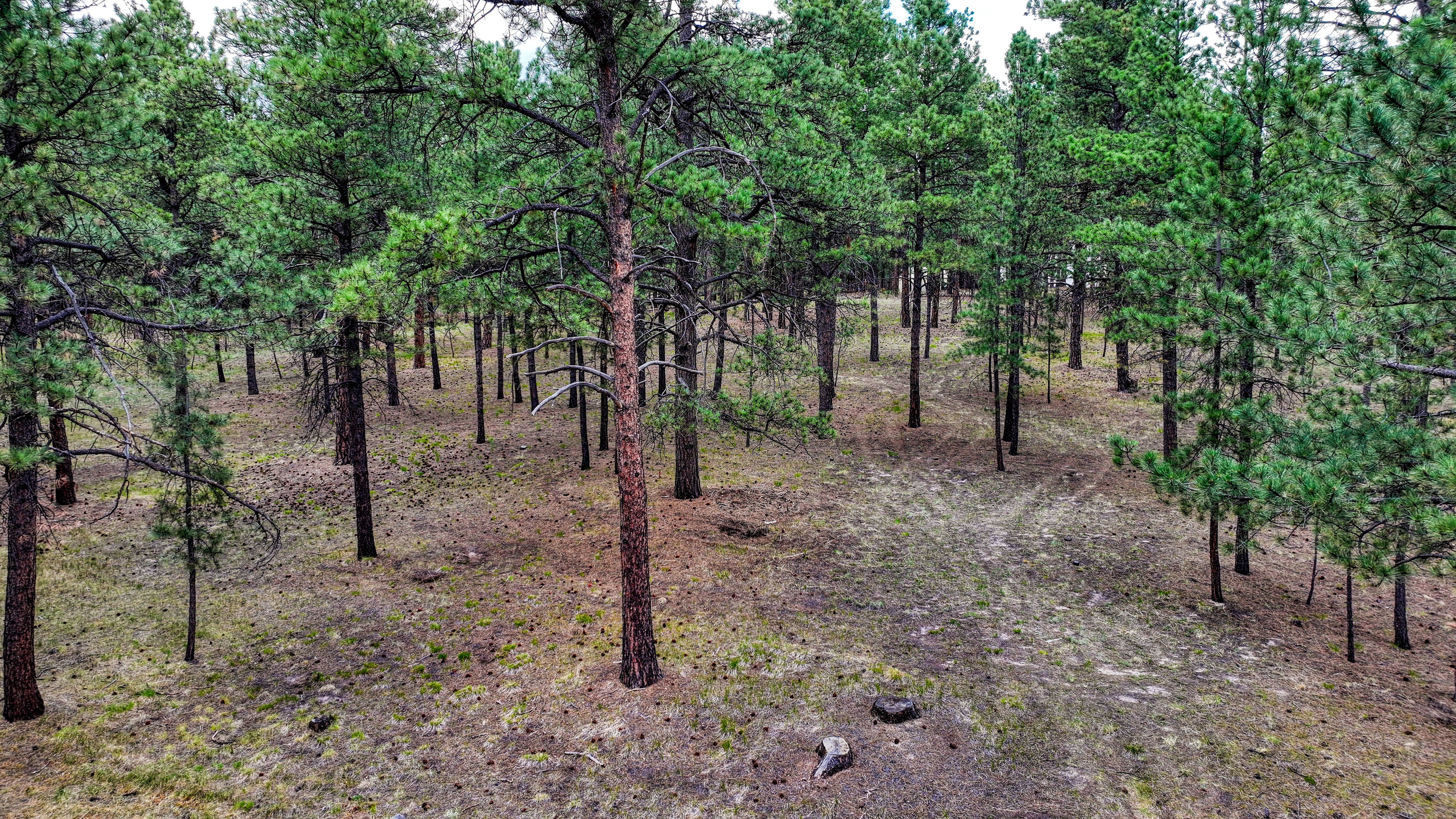  Meticulously maintained ranch-style home in sought-after Black Forest - 物件實景