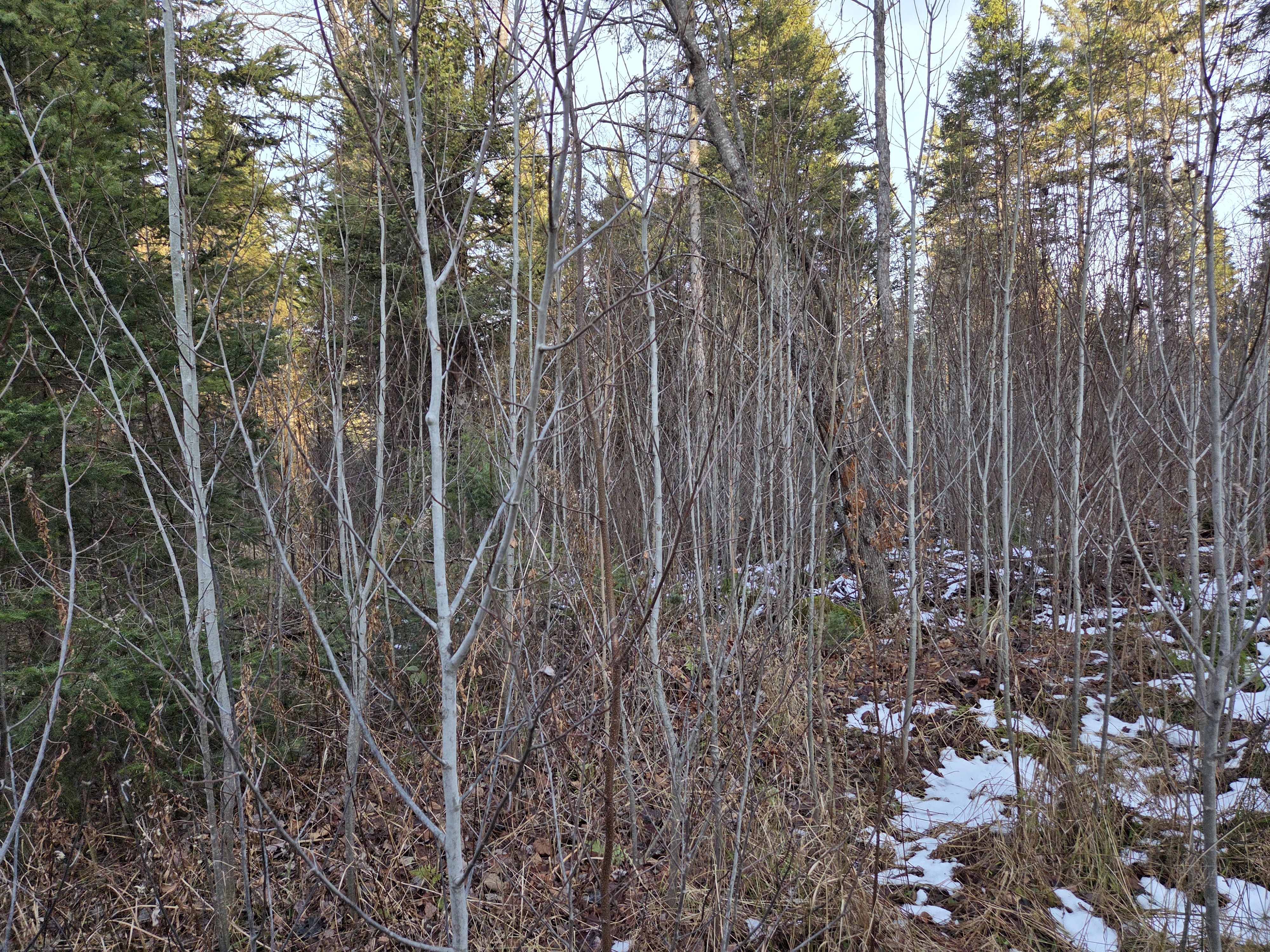 Watersmeet, Michigan, 49969, United States, ,Land,For Sale,1992364