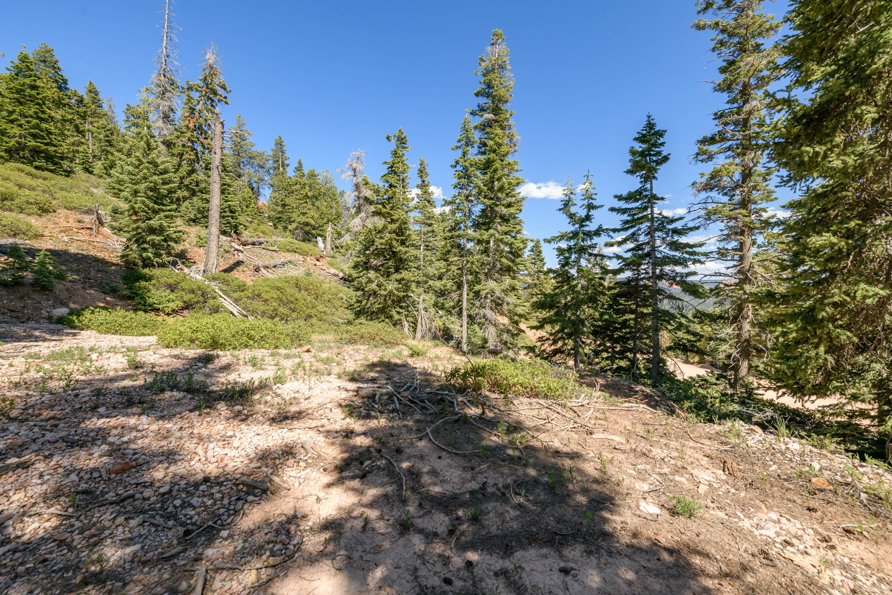  Quiet Mountain Retreat Near Navajo Lake - 物件實景