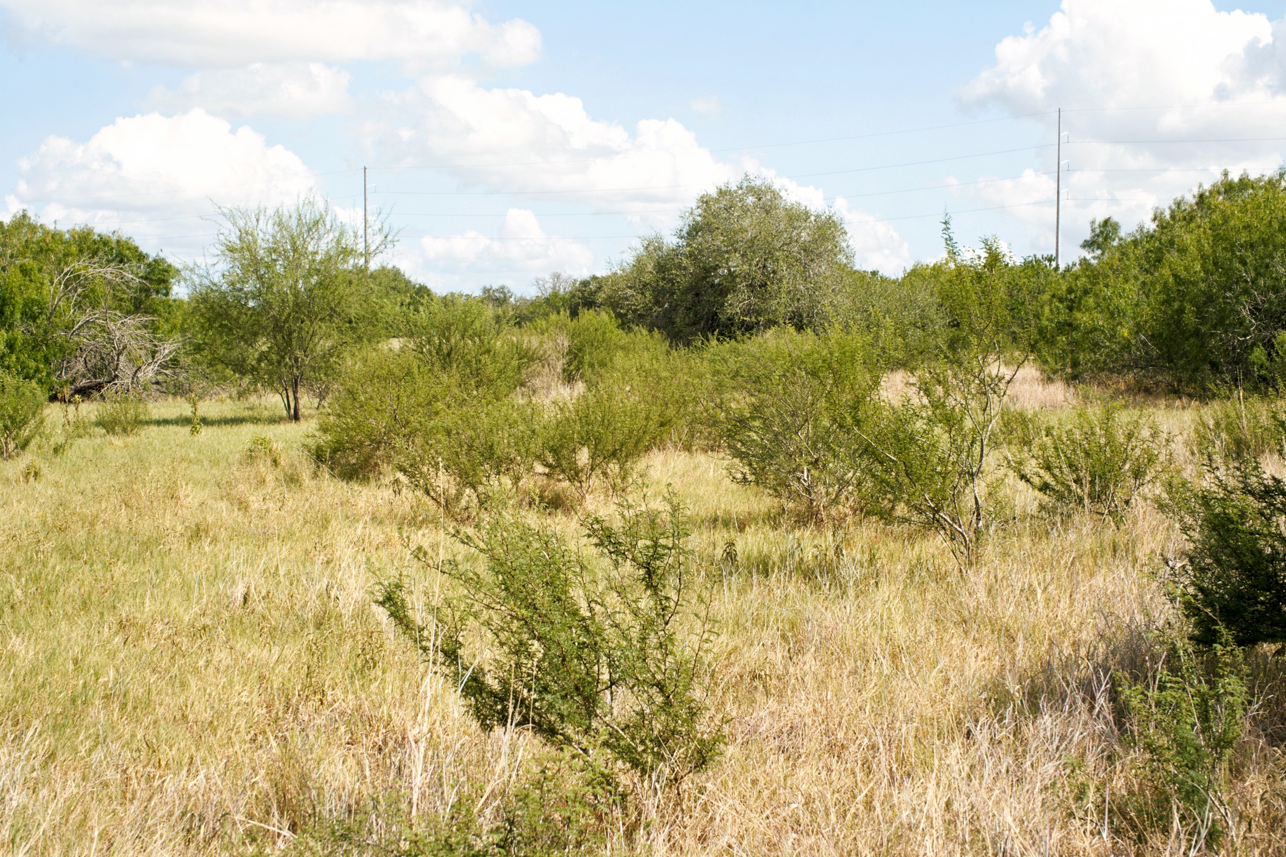  1234.89 +/- Acres, Santa Clara Ranch, Atascosa County, Falls City, TX 78113 - 物件實景