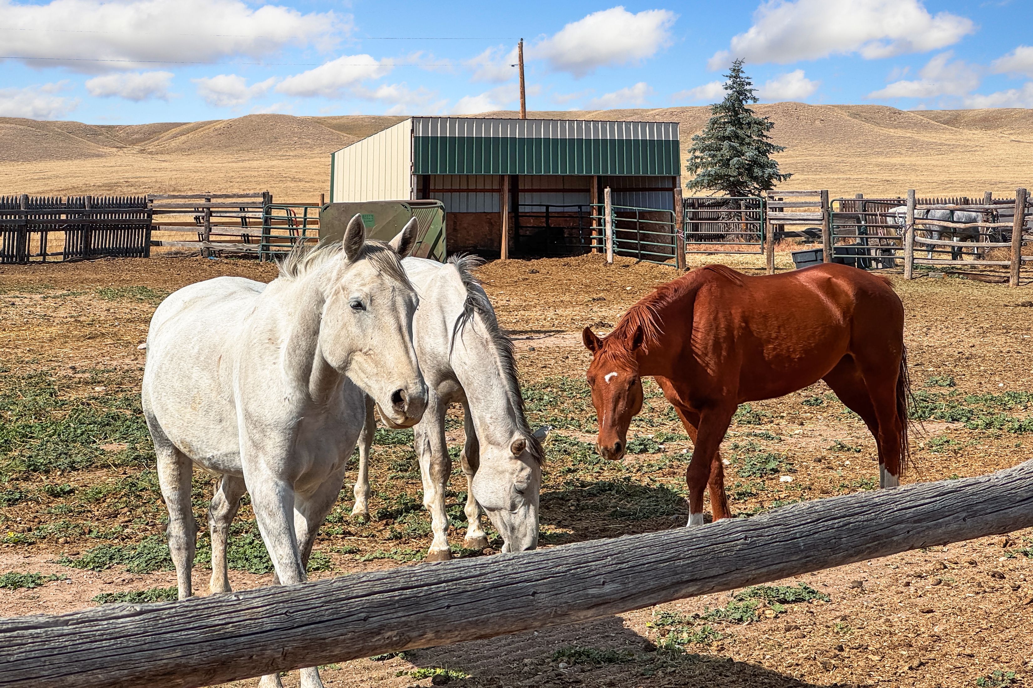  Exceptional Equestrian Property on 20 Acres - 物件實景